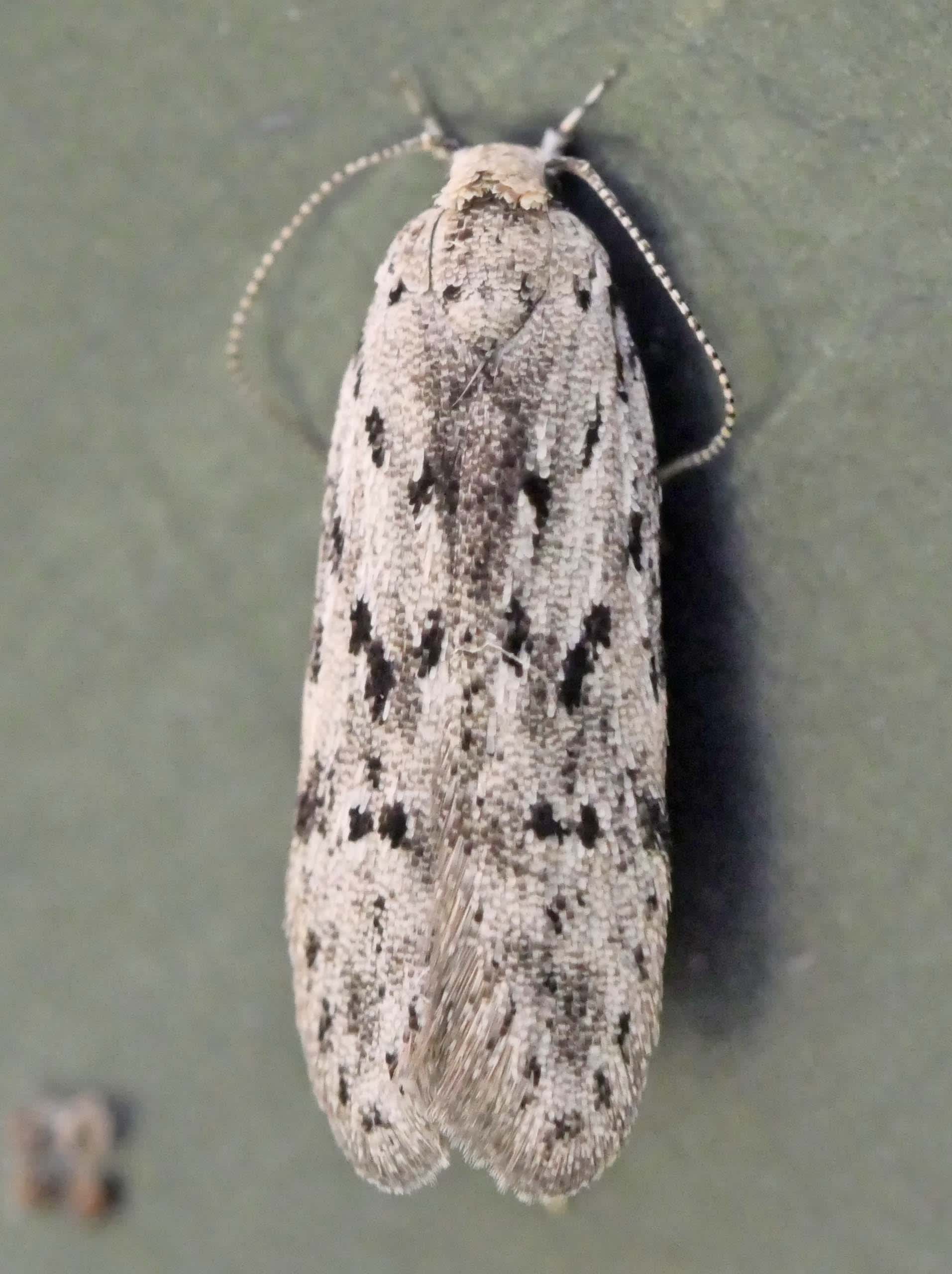 Black-speckled Groundling (Carpatolechia proximella) photographed in Somerset by Jenny Vickers