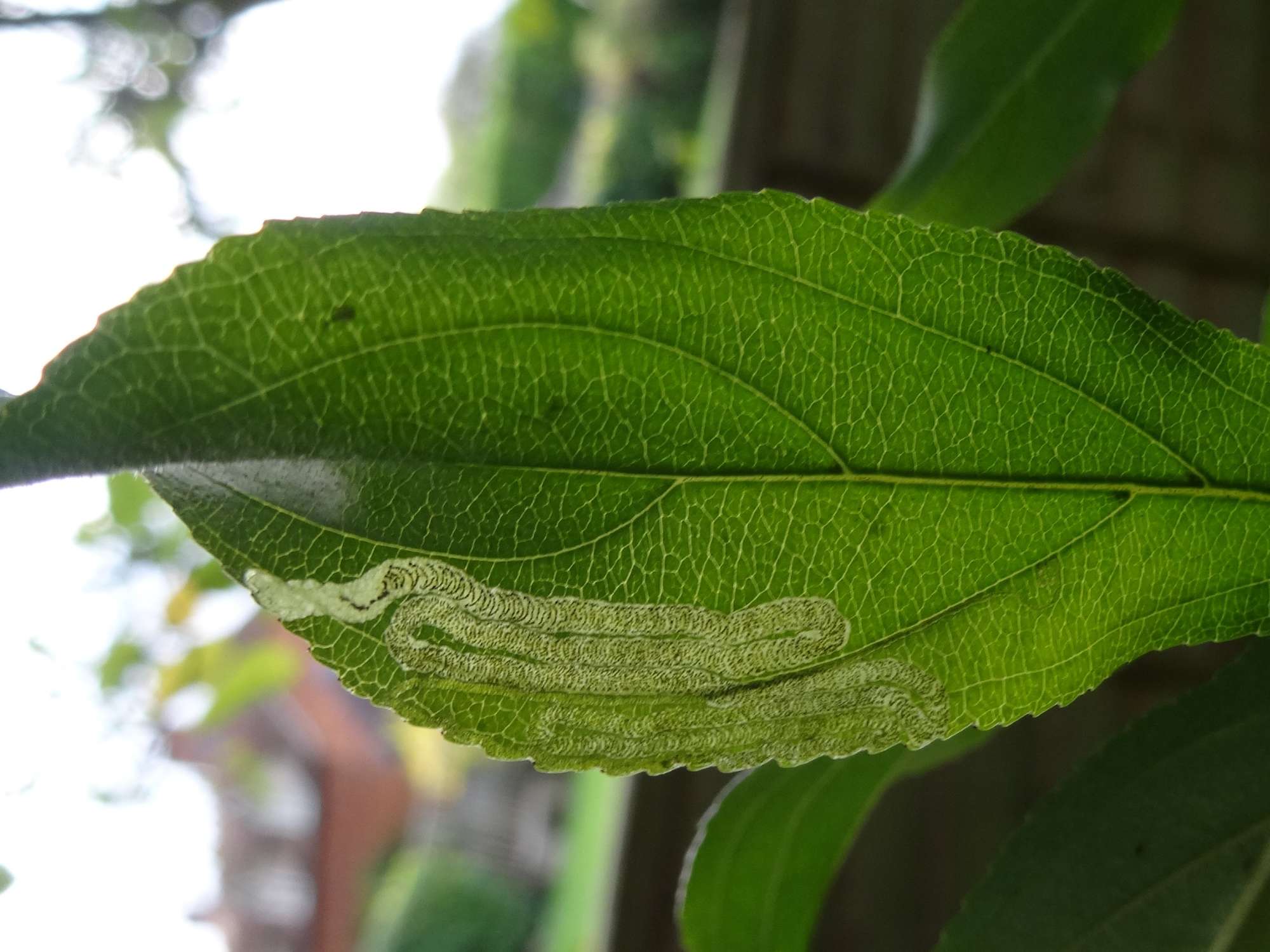 Buckthorn Pigmy (Stigmella catharticella) photographed in Somerset by Christopher Iles