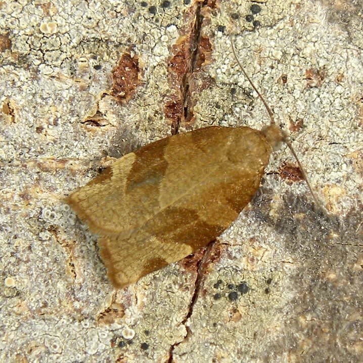 Barred Fruit-tree Tortrix (Pandemis cerasana) photographed in Somerset by Sue Davies