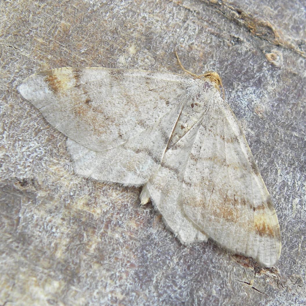 Tawny-barred Angle (Macaria liturata) photographed in Somerset by Sue Davies