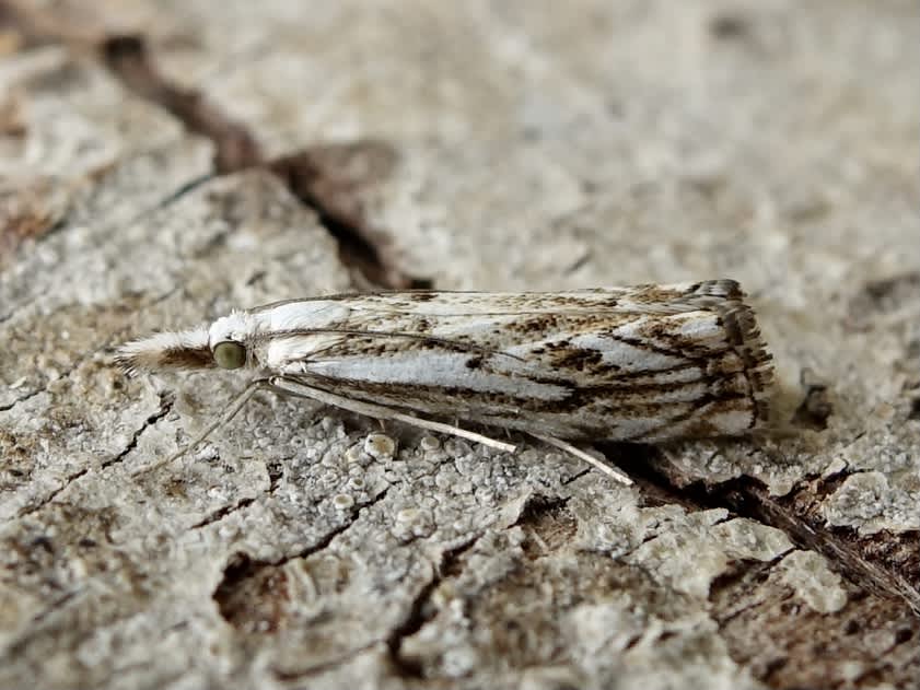 Chequered Grass-veneer (Catoptria falsella) photographed in Somerset by Sue Davies