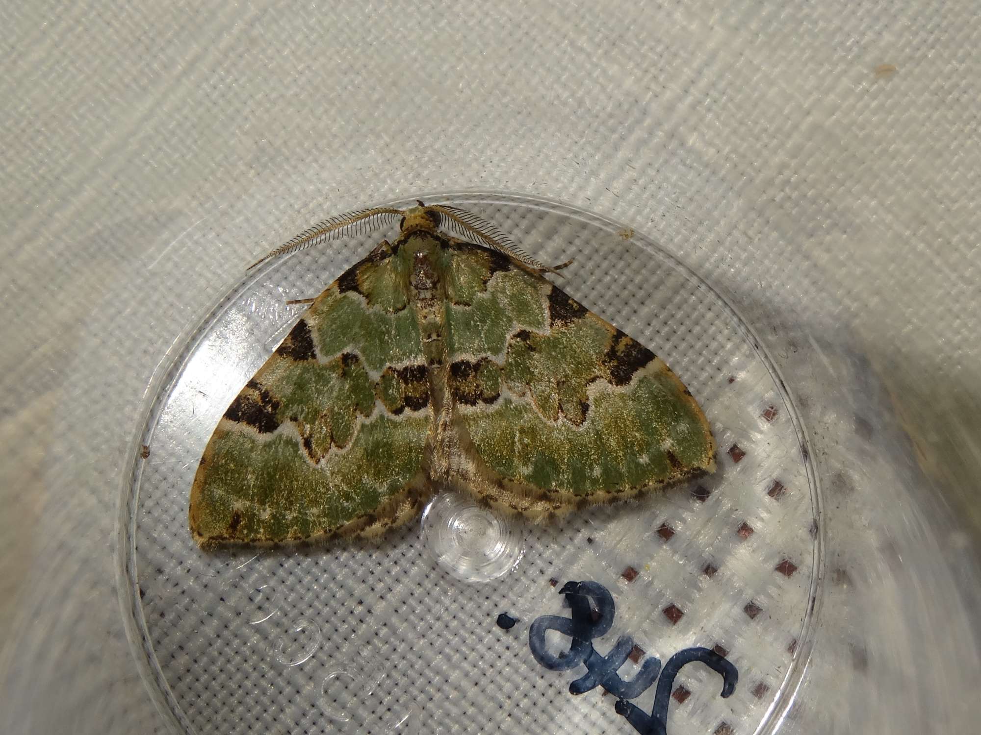 Green Carpet (Colostygia pectinataria) photographed in Somerset by Christopher Iles