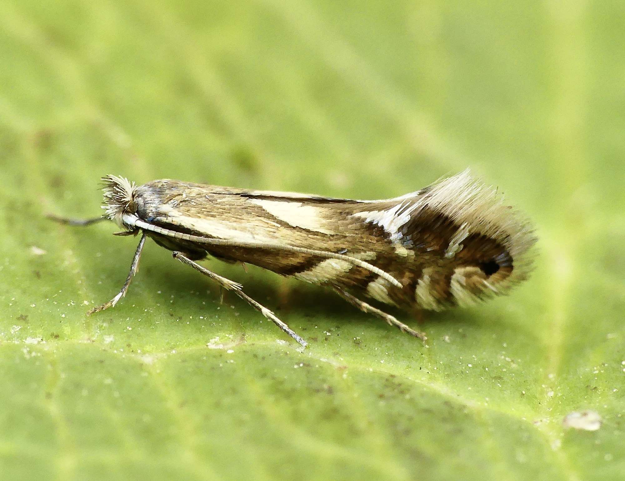 Common Alder Midget (Phyllonorycter rajella) photographed in Somerset by Paul Wilkins