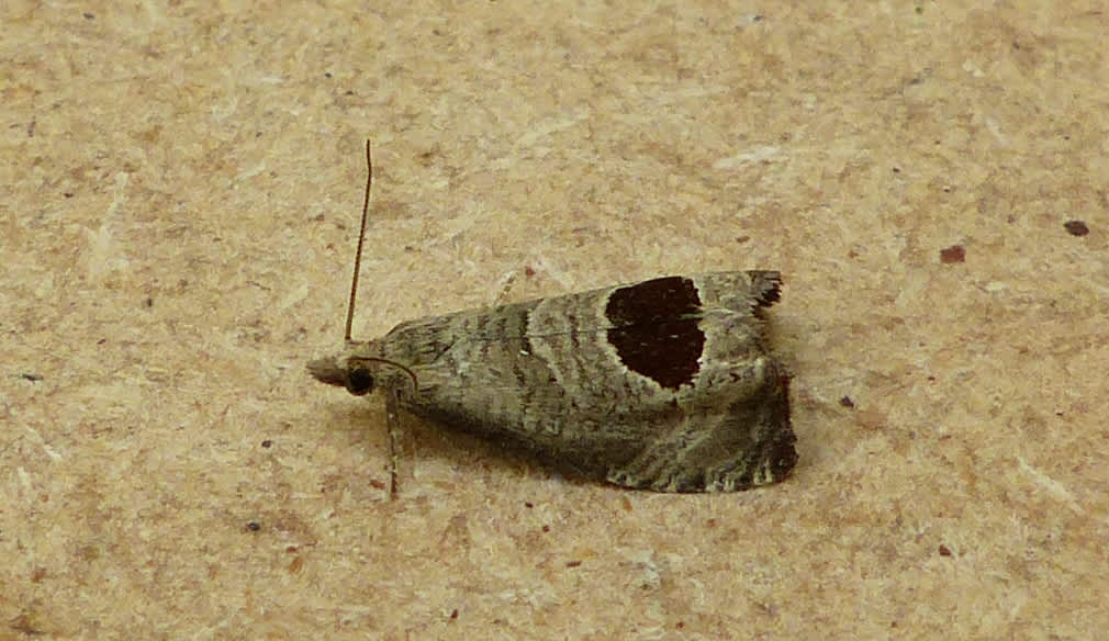 Bramble Shoot Moth (Notocelia uddmanniana) photographed in Somerset by Jenny Vickers