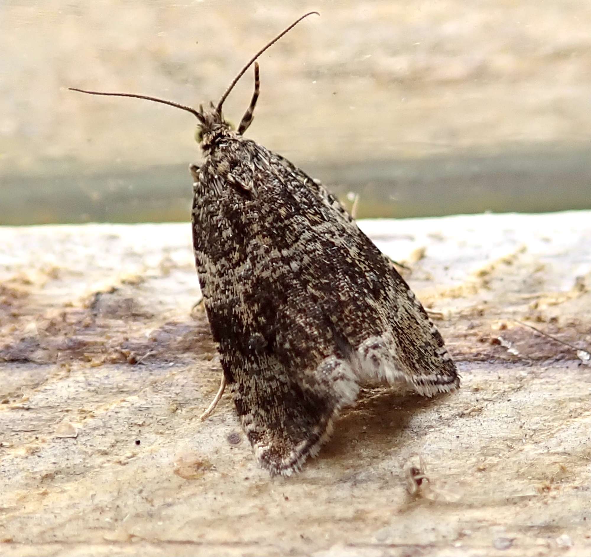 Common Marble (Celypha lacunana) photographed in Somerset by Sue Davies