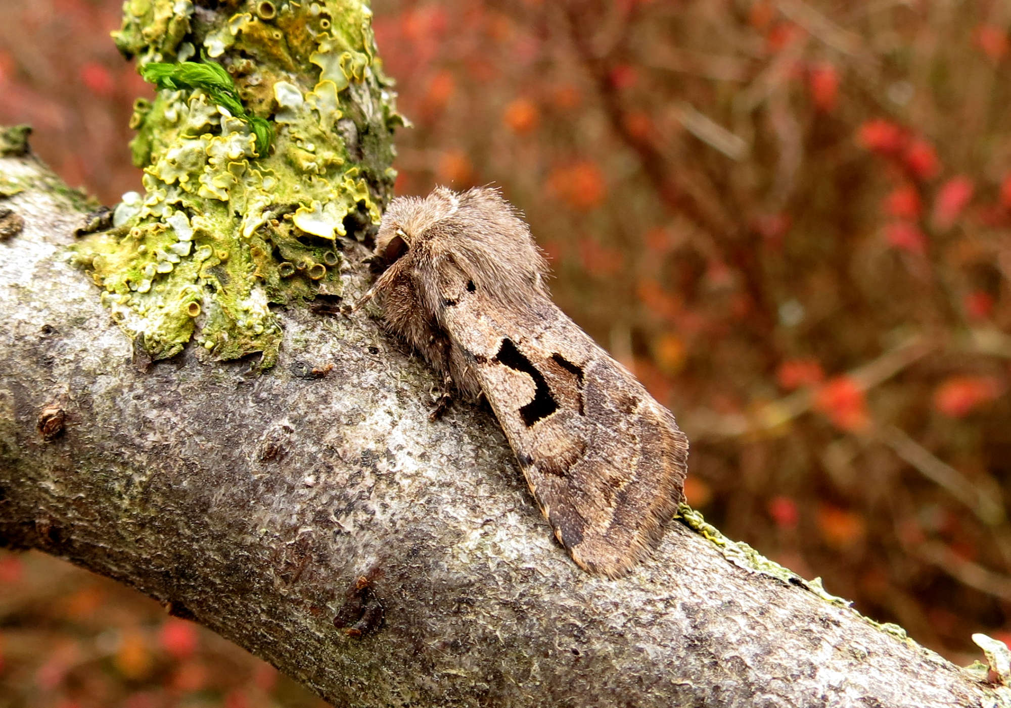 Hebrew Character (Orthosia gothica) photographed in Somerset by Steve Chapple