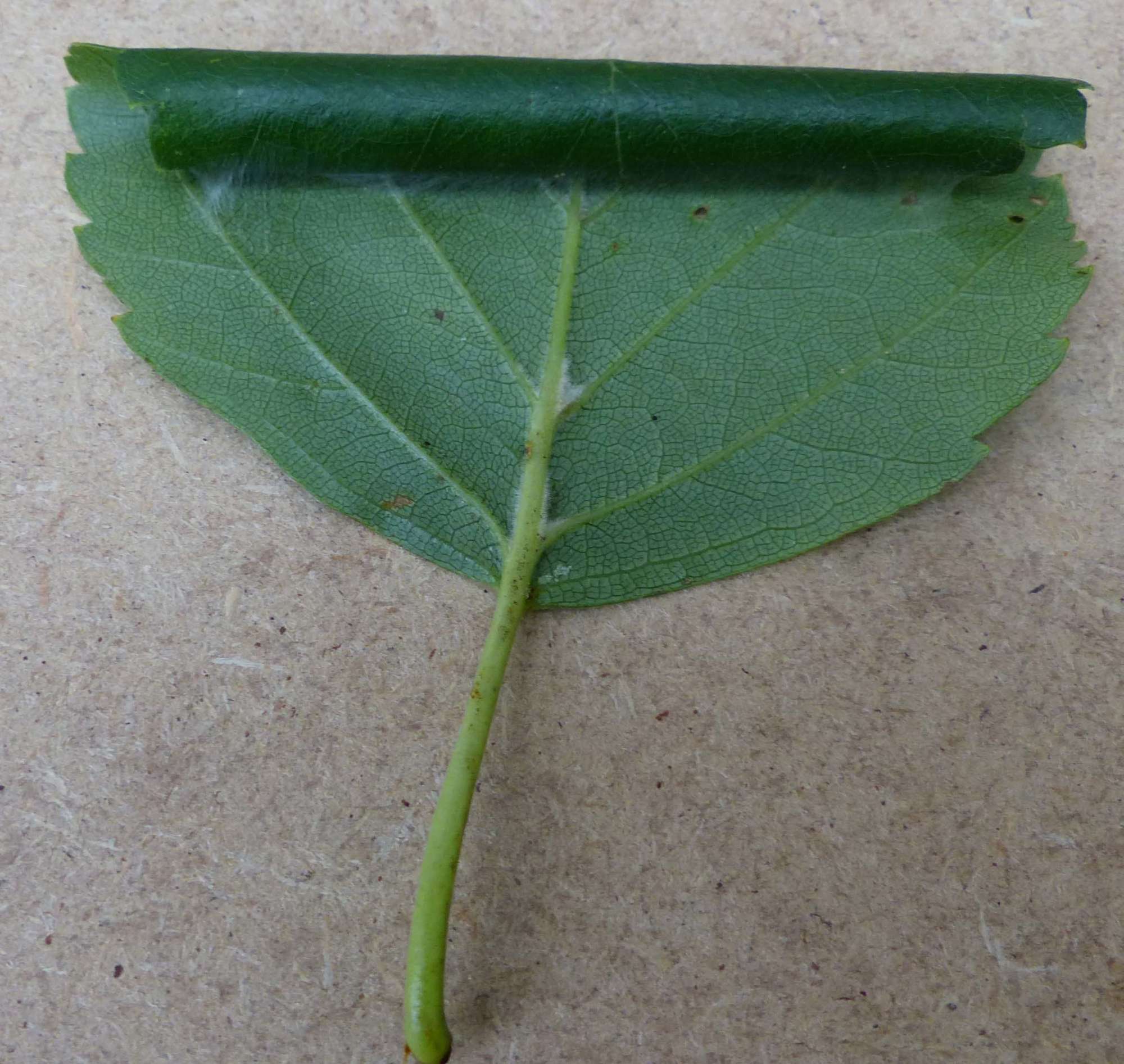 Large Birch Bell (Epinotia brunnichana) photographed in Somerset by Jenny Vickers