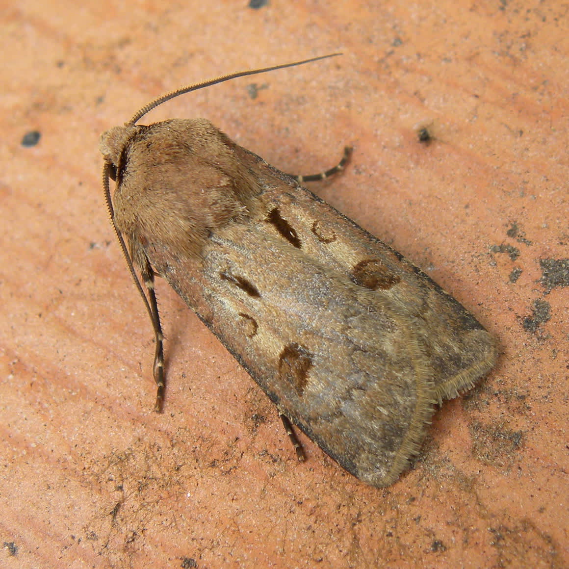 Heart & Dart (Agrotis exclamationis) photographed in Somerset by Sue Davies