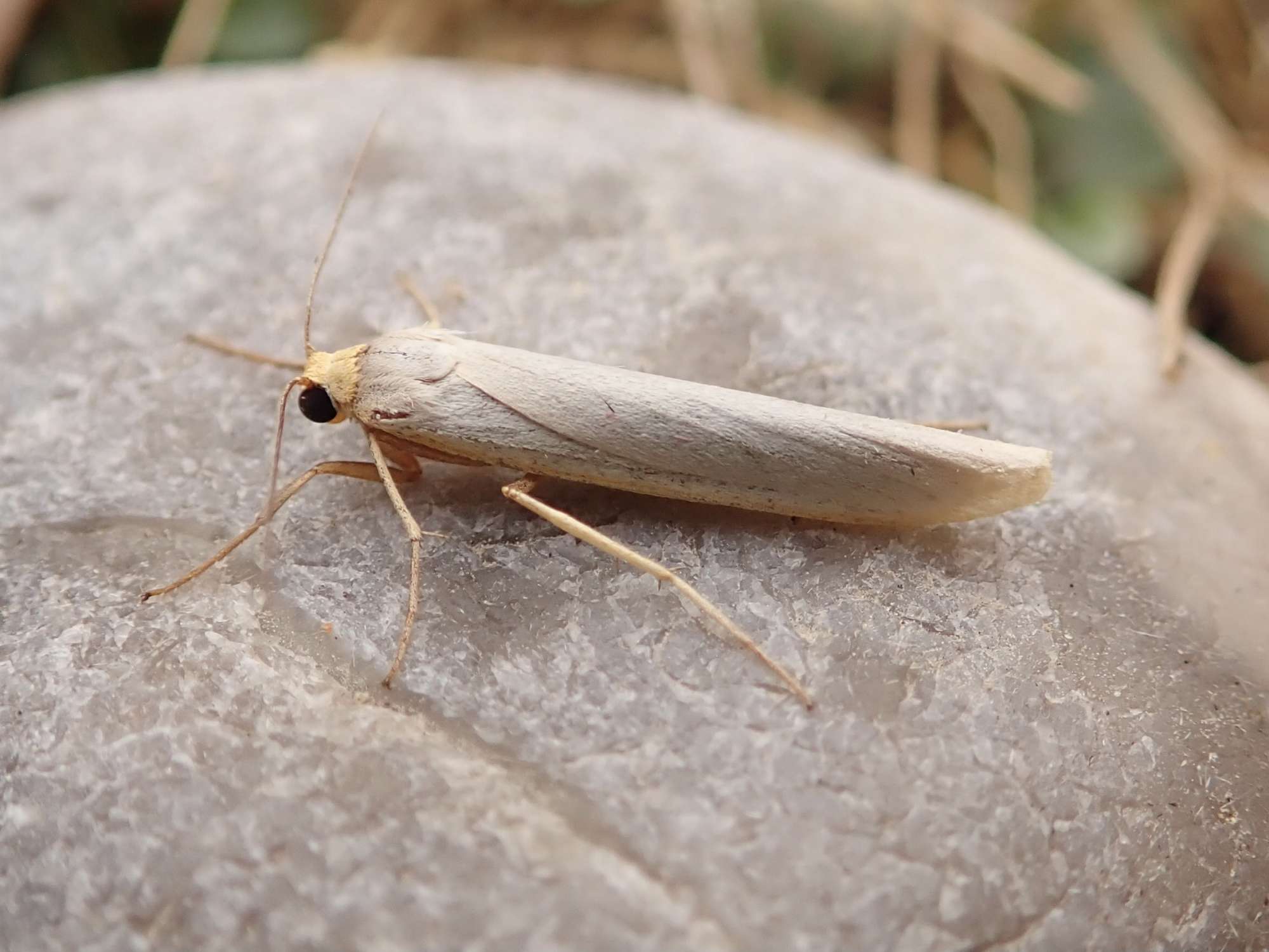 Hoary Footman (Eilema caniola) photographed in Somerset by Sue Davies