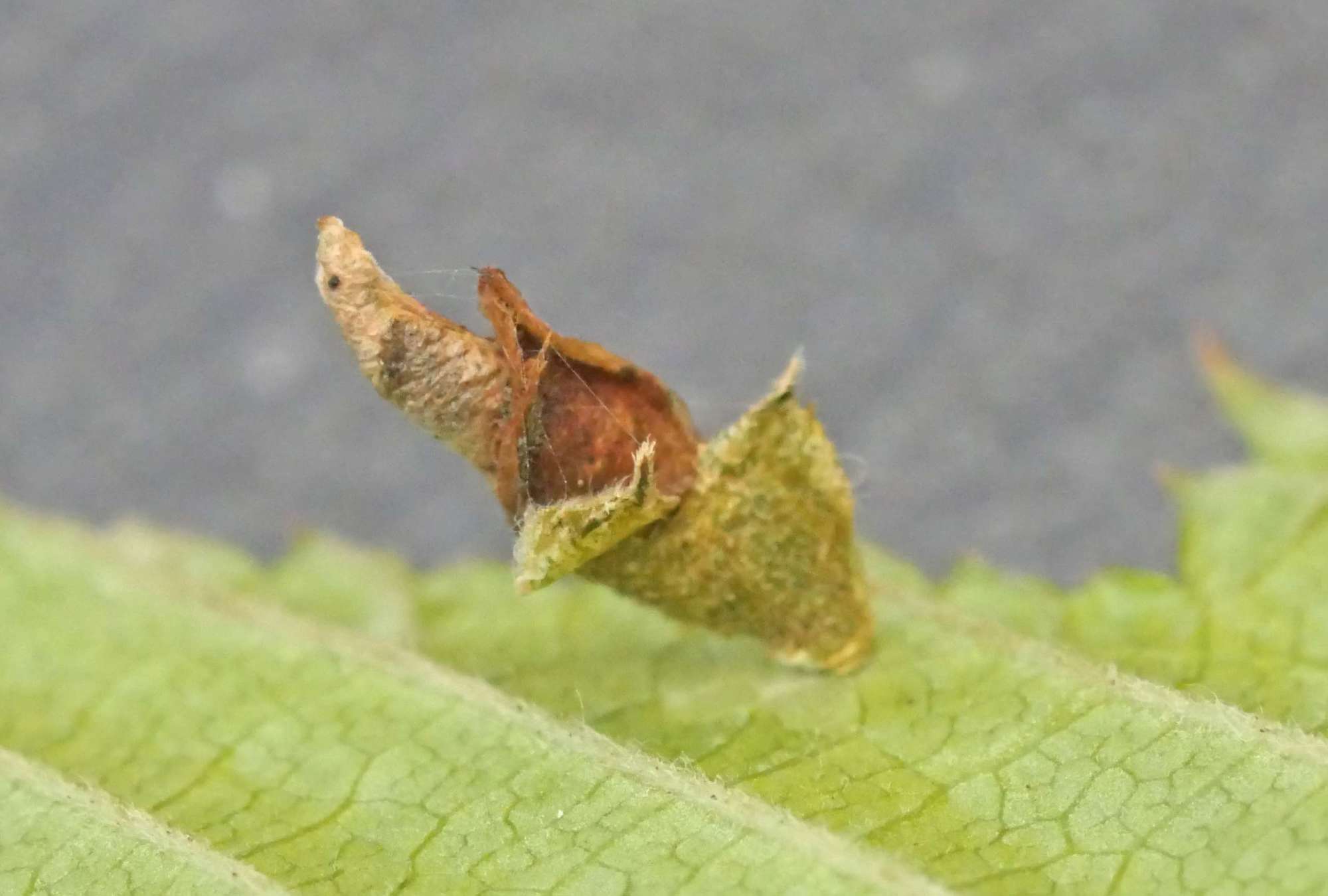 Osier Case-bearer (Coleophora lusciniaepennella) photographed in Somerset by Jenny Vickers