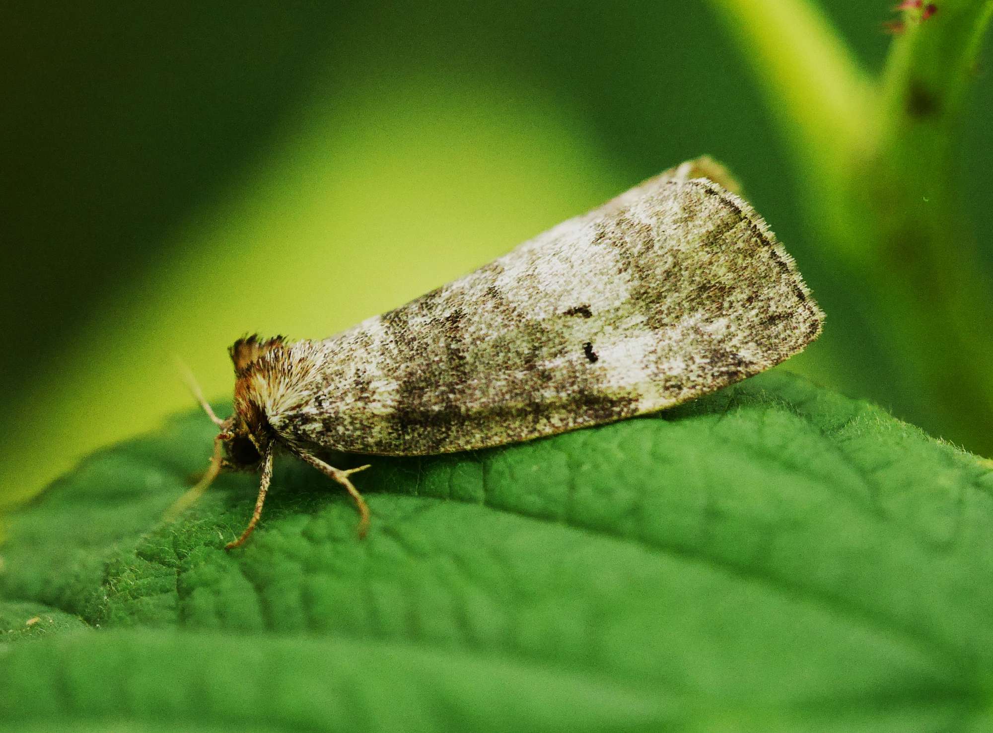 Common Lutestring (Ochropacha duplaris) photographed in Somerset by John Connolly