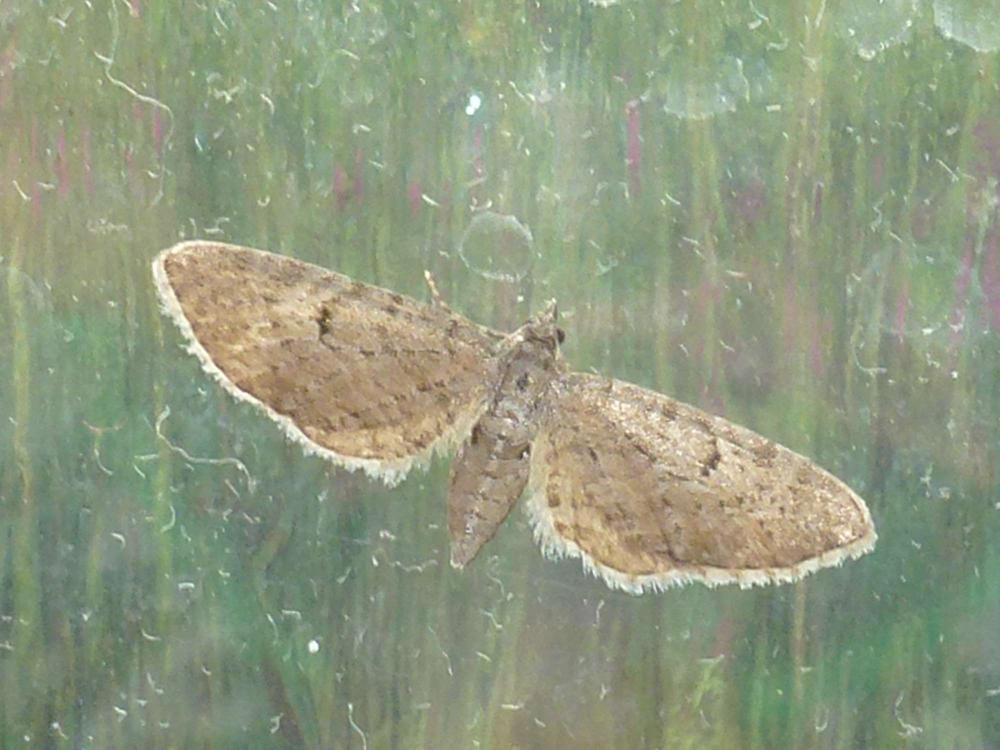 Freyer's Pug (Eupithecia intricata) photographed in Somerset by Christopher Iles