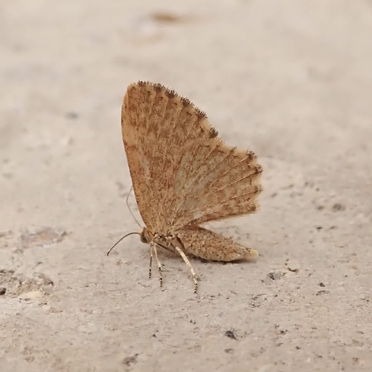 Dingy Shell (Euchoeca nebulata) photographed in Somerset by Sue Davies