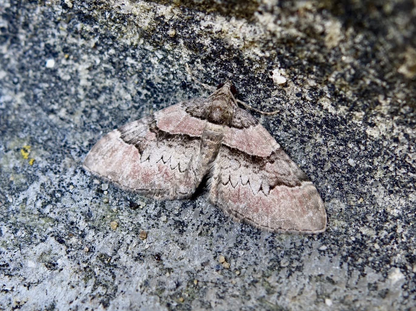 Ruddy Carpet (Catarhoe rubidata) photographed in Somerset by Sue Davies