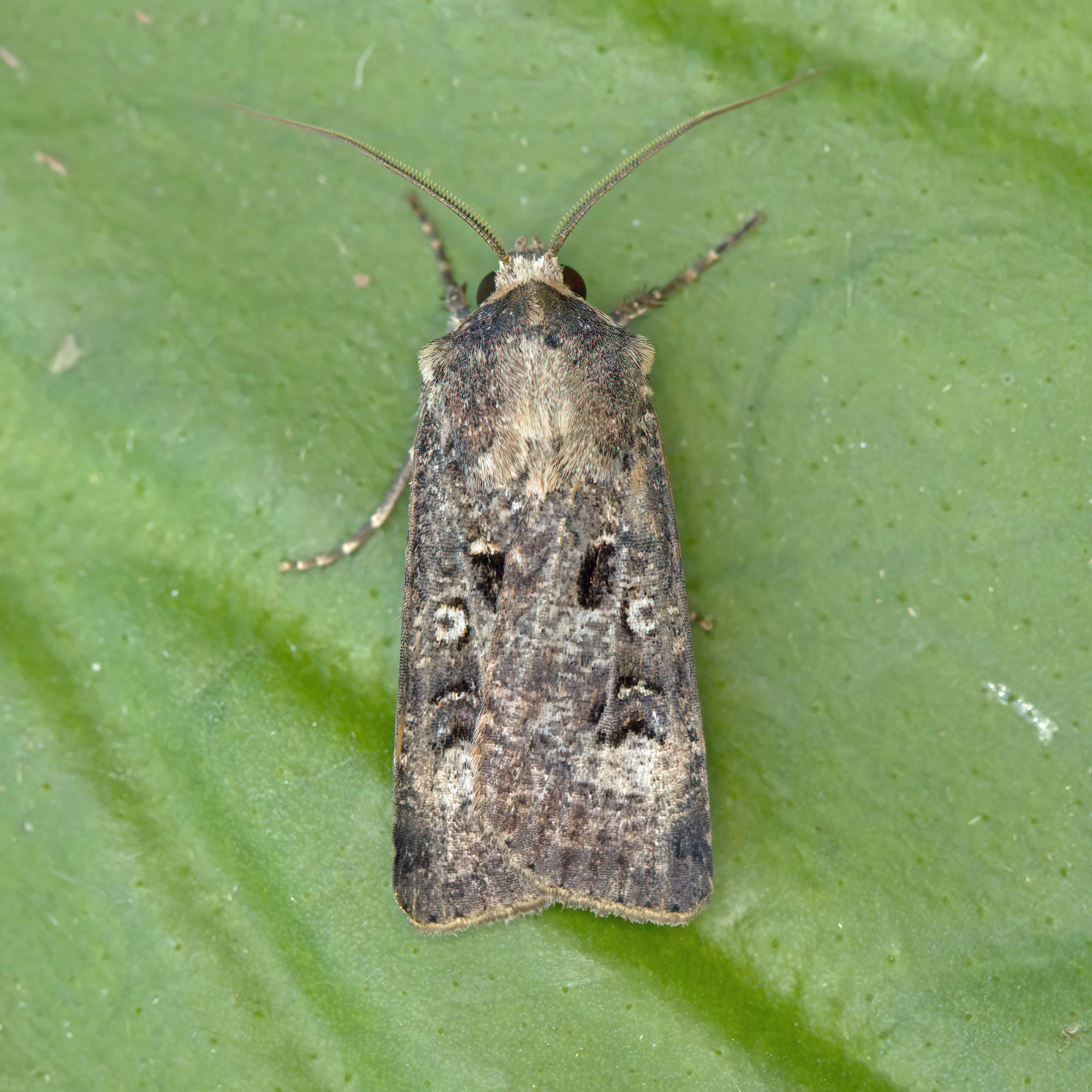 Crescent Dart (Agrotis trux) photographed in Somerset by Nigel Voaden