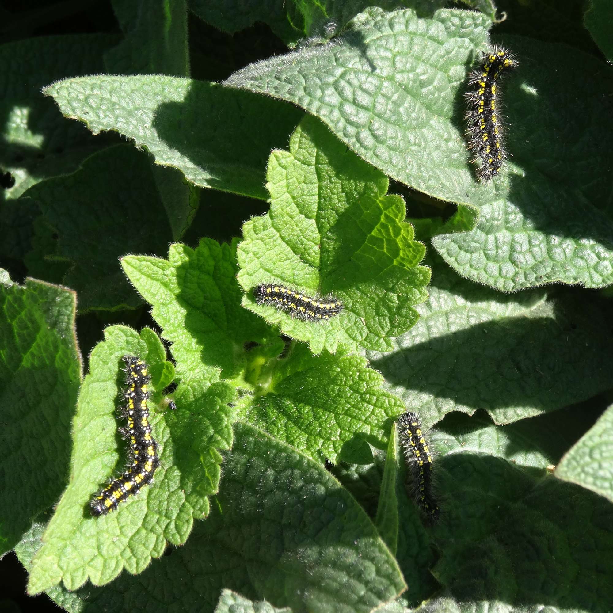 Scarlet Tiger (Callimorpha dominula) photographed in Somerset by Christopher Iles