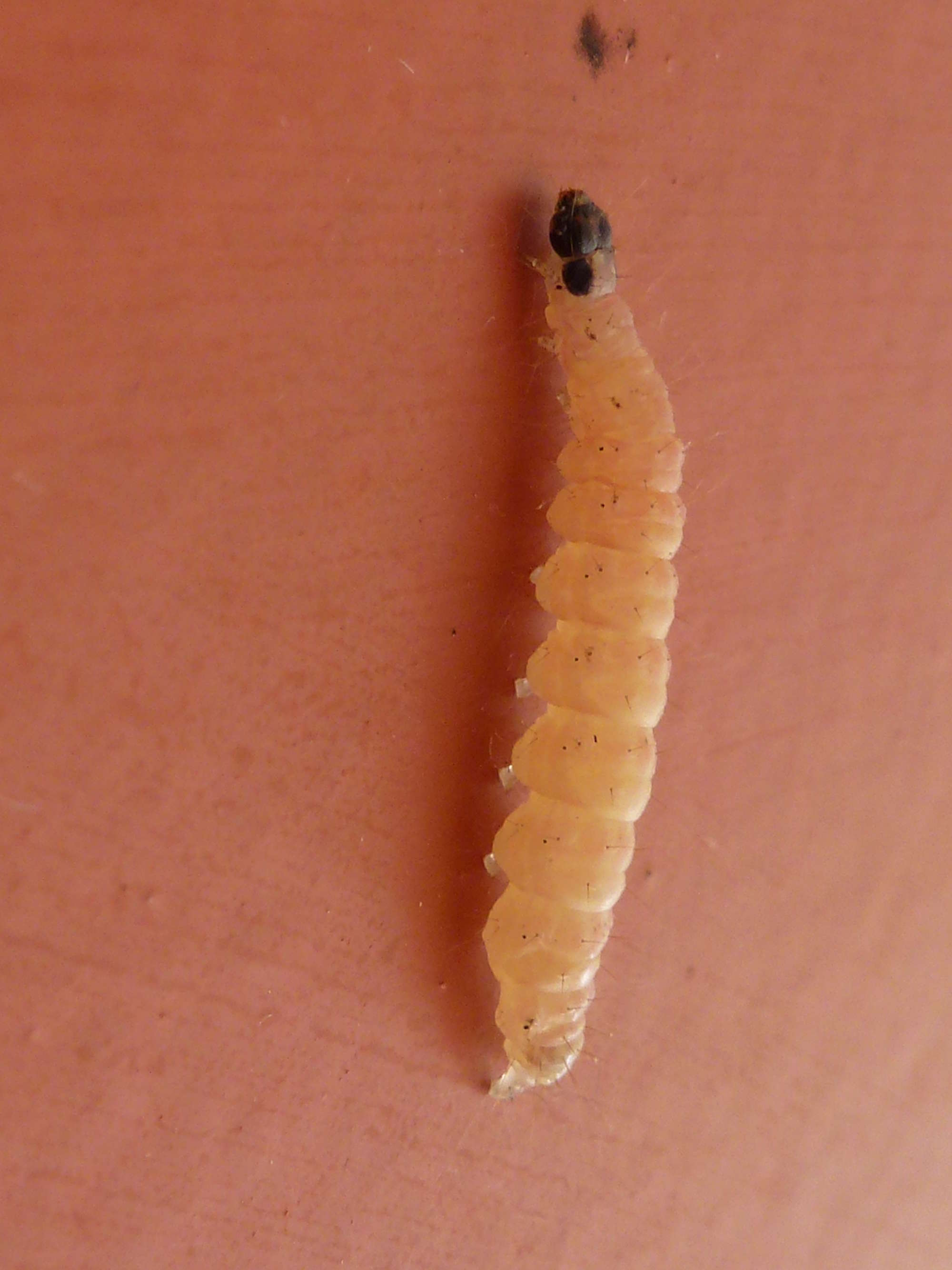 Small Magpie (Anania hortulata) photographed in Somerset by Christopher Iles