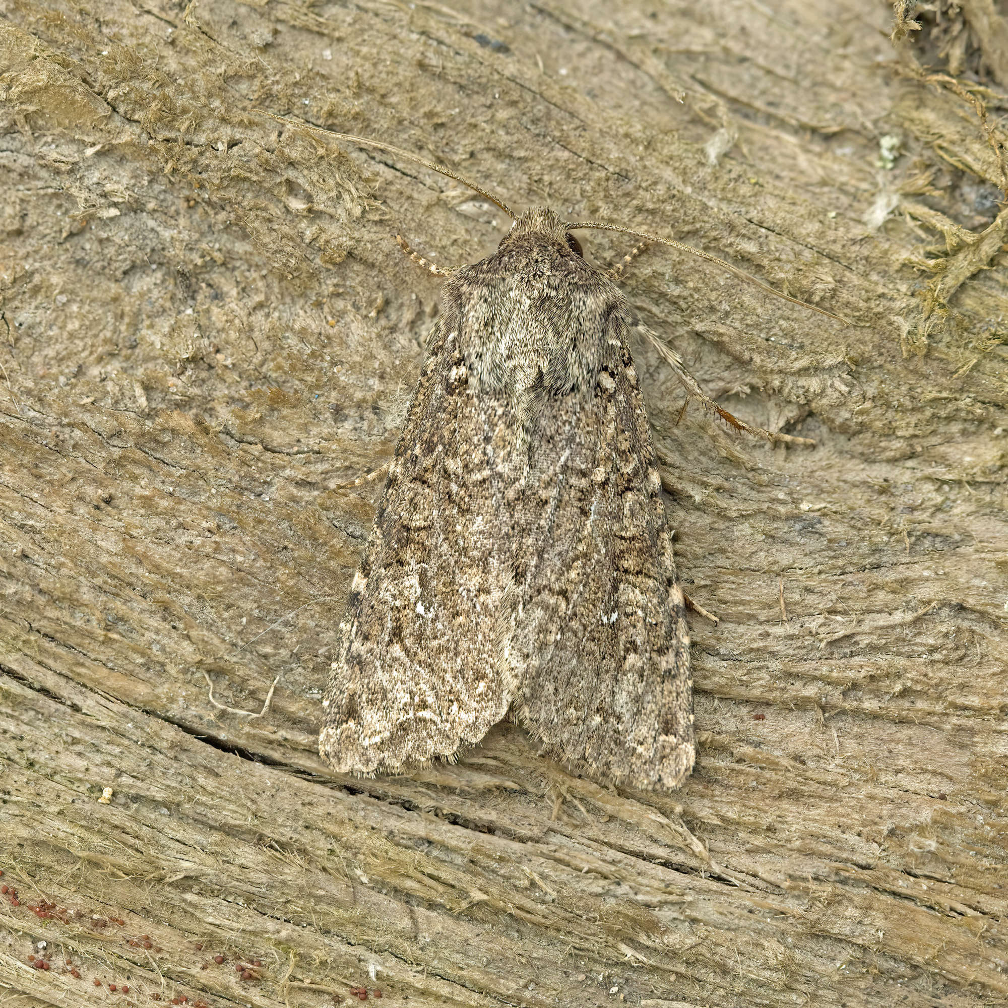 White Colon (Sideridis turbida) photographed in Somerset by Nigel Voaden