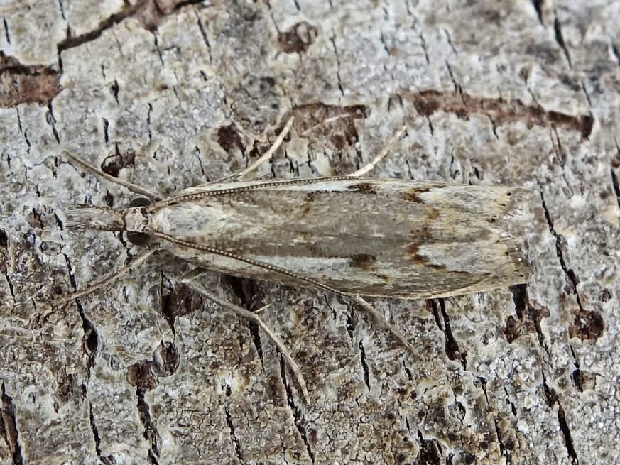 Elbow-stripe Grass-veneer (Agriphila geniculea) photographed in Somerset by Sue Davies