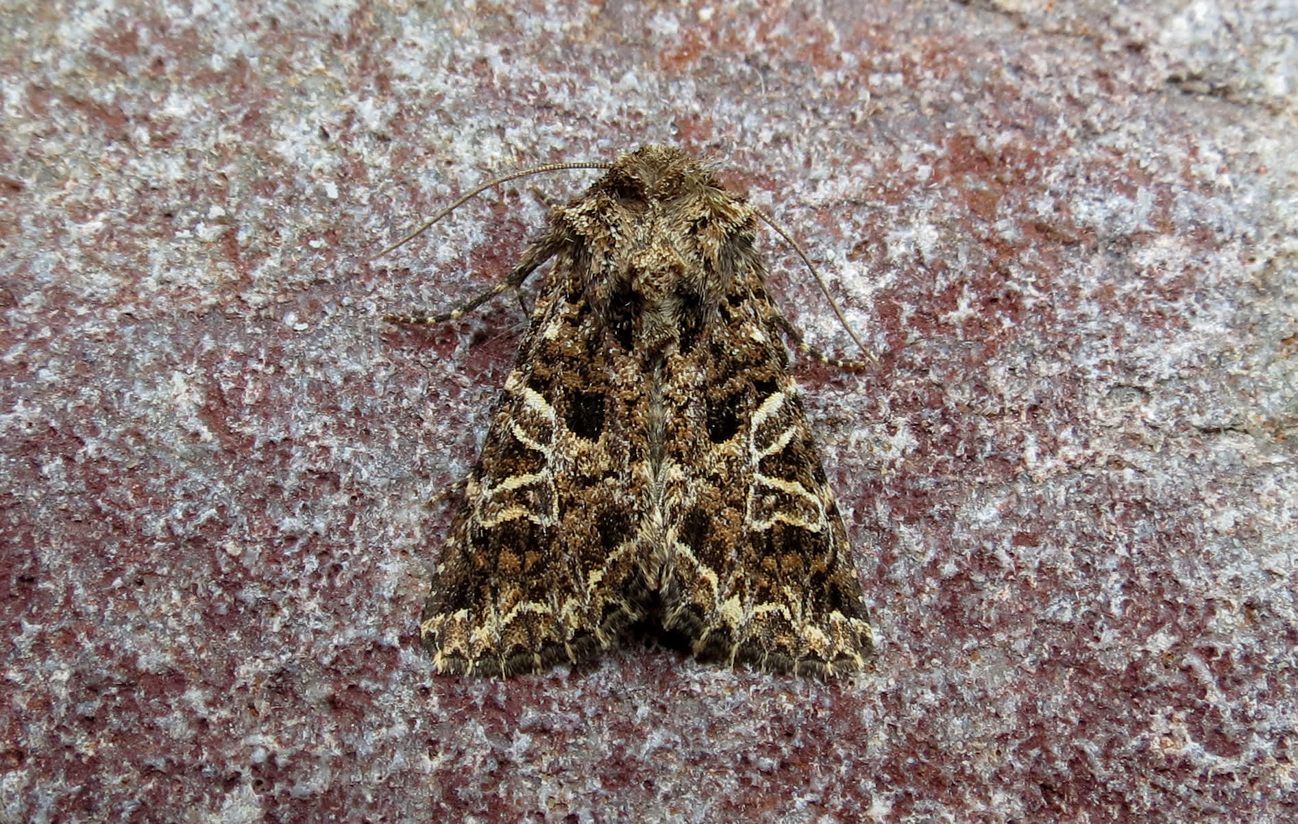 The Lychnis (Hadena bicruris) photographed in Somerset by Steve Chapple