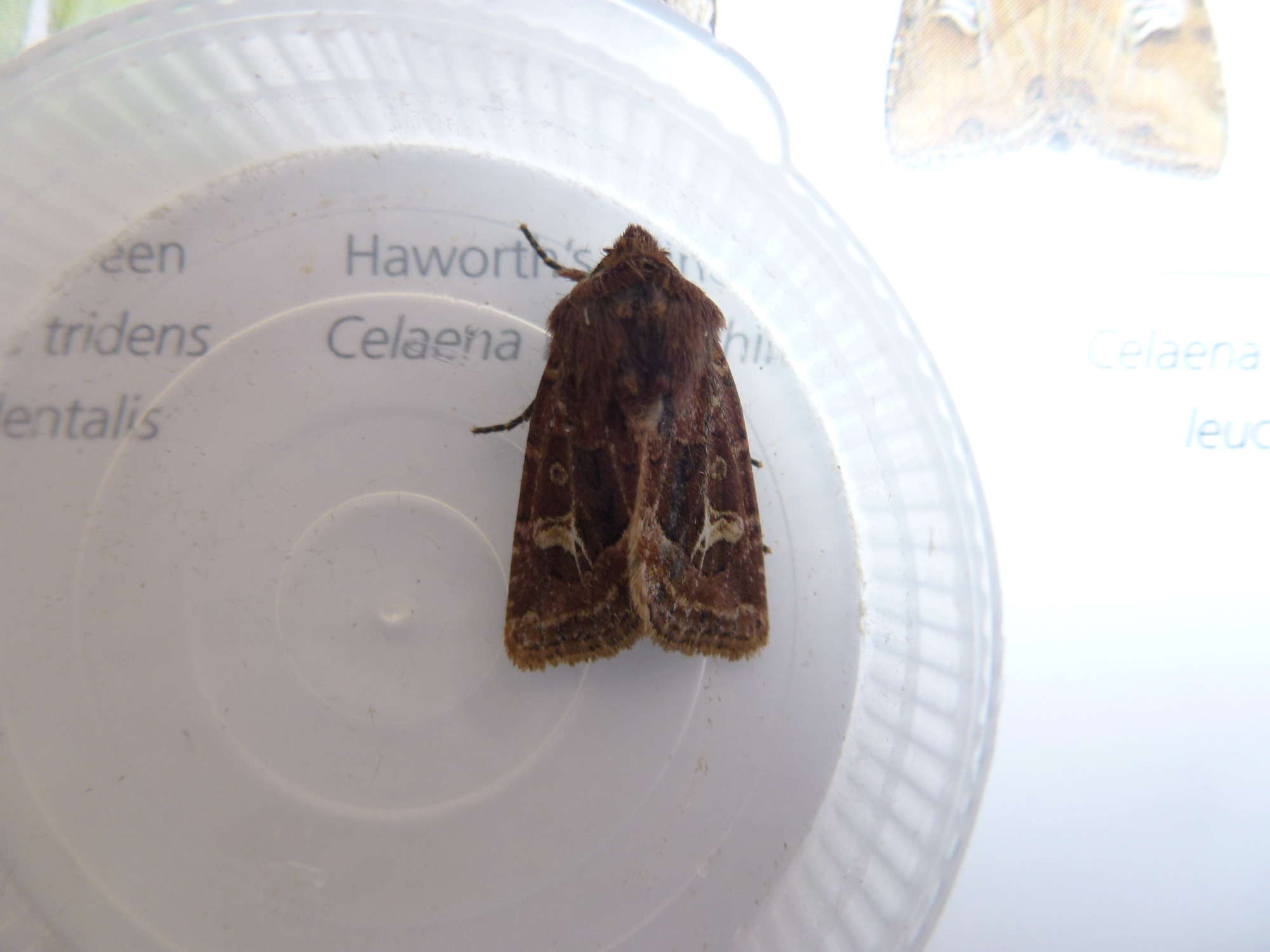 Haworth's Minor (Celaena haworthii) photographed in Somerset by Christopher Iles
