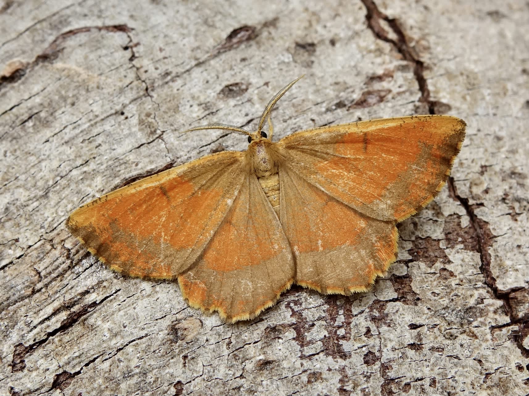Orange Moth (Angerona prunaria) photographed in Somerset by Sue Davies