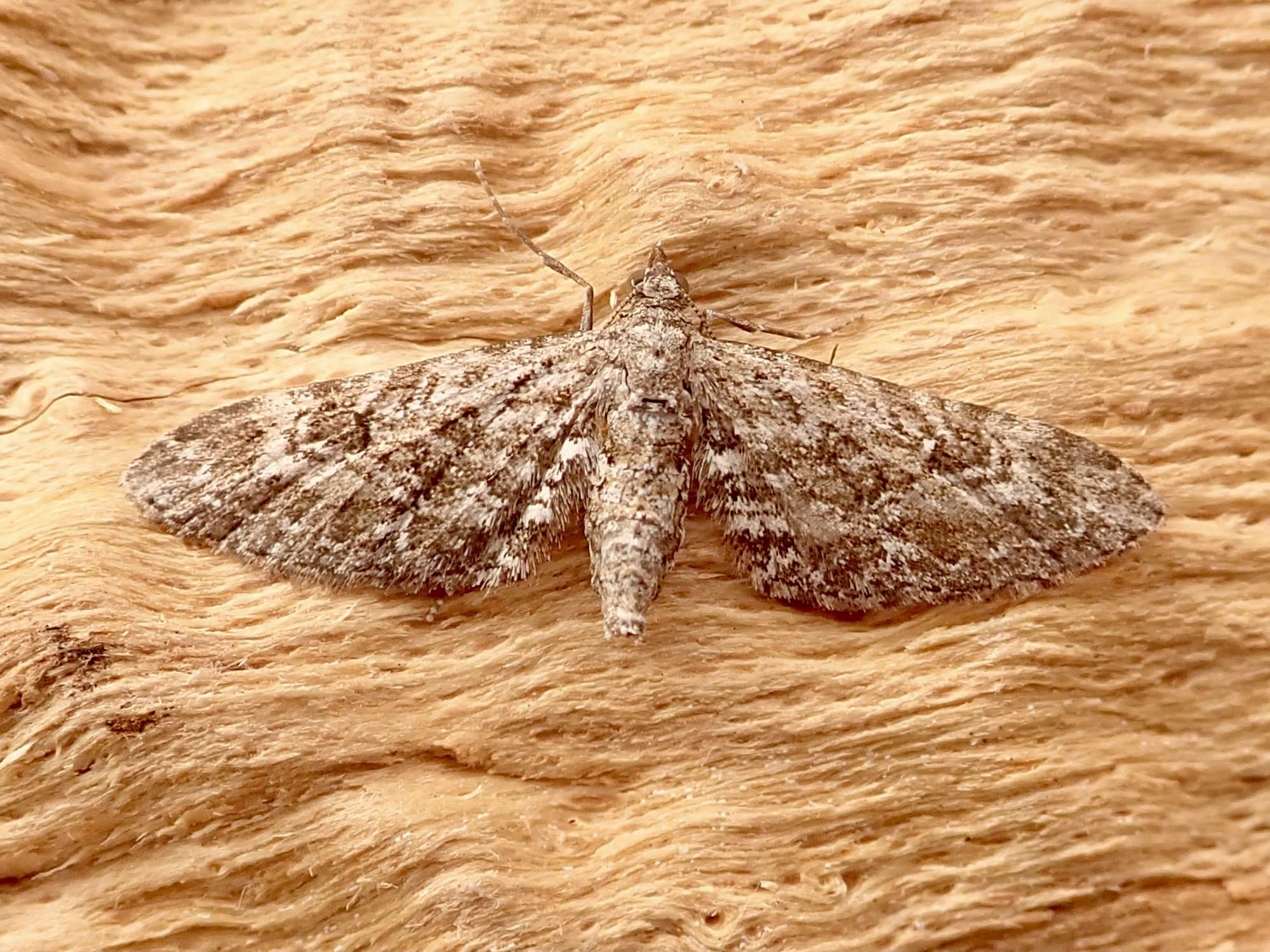 Narrow-winged Pug (Eupithecia nanata) photographed in Somerset by Sue Davies