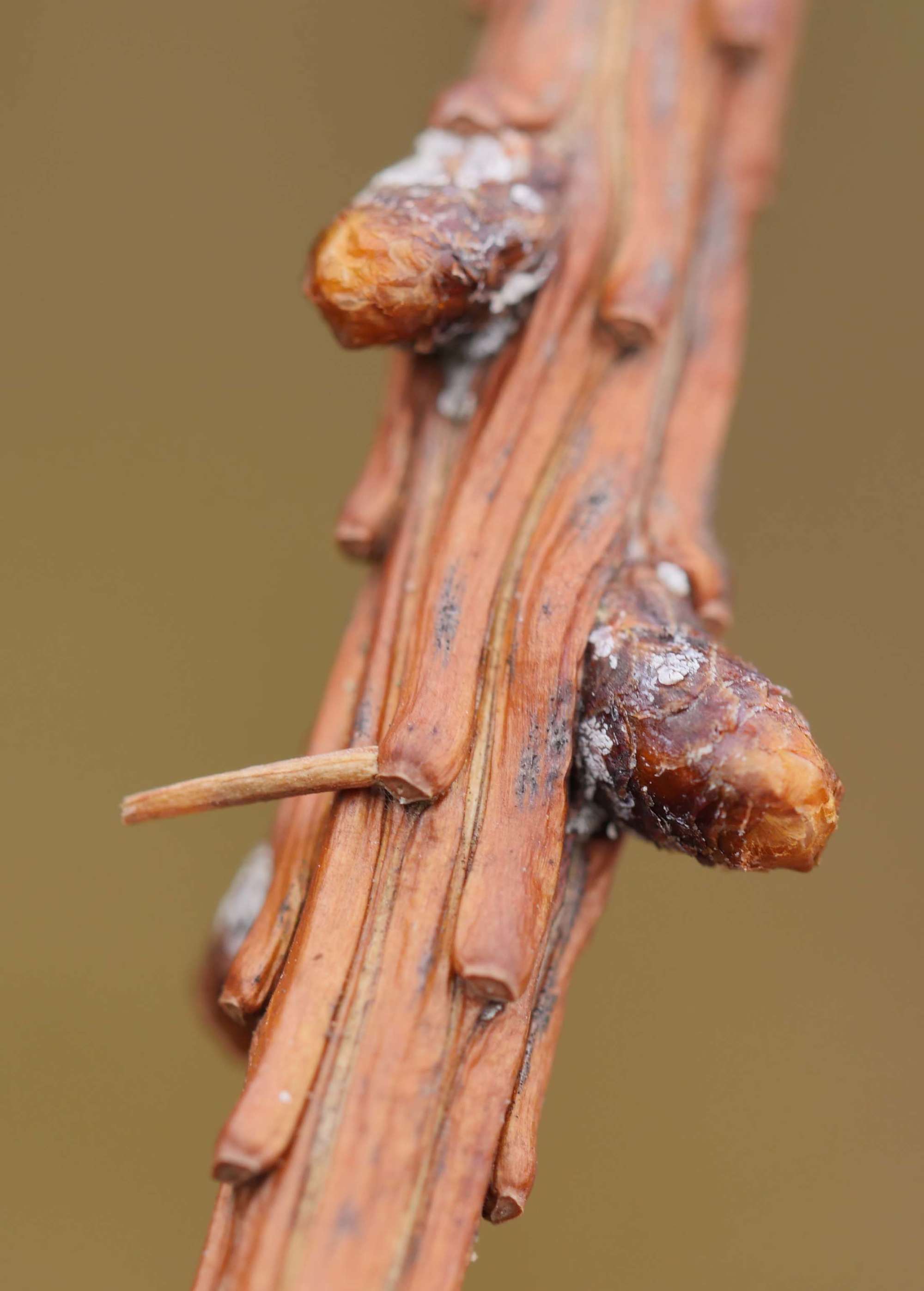 Larch Case-bearer (Coleophora laricella) photographed in Somerset by Jenny Vickers