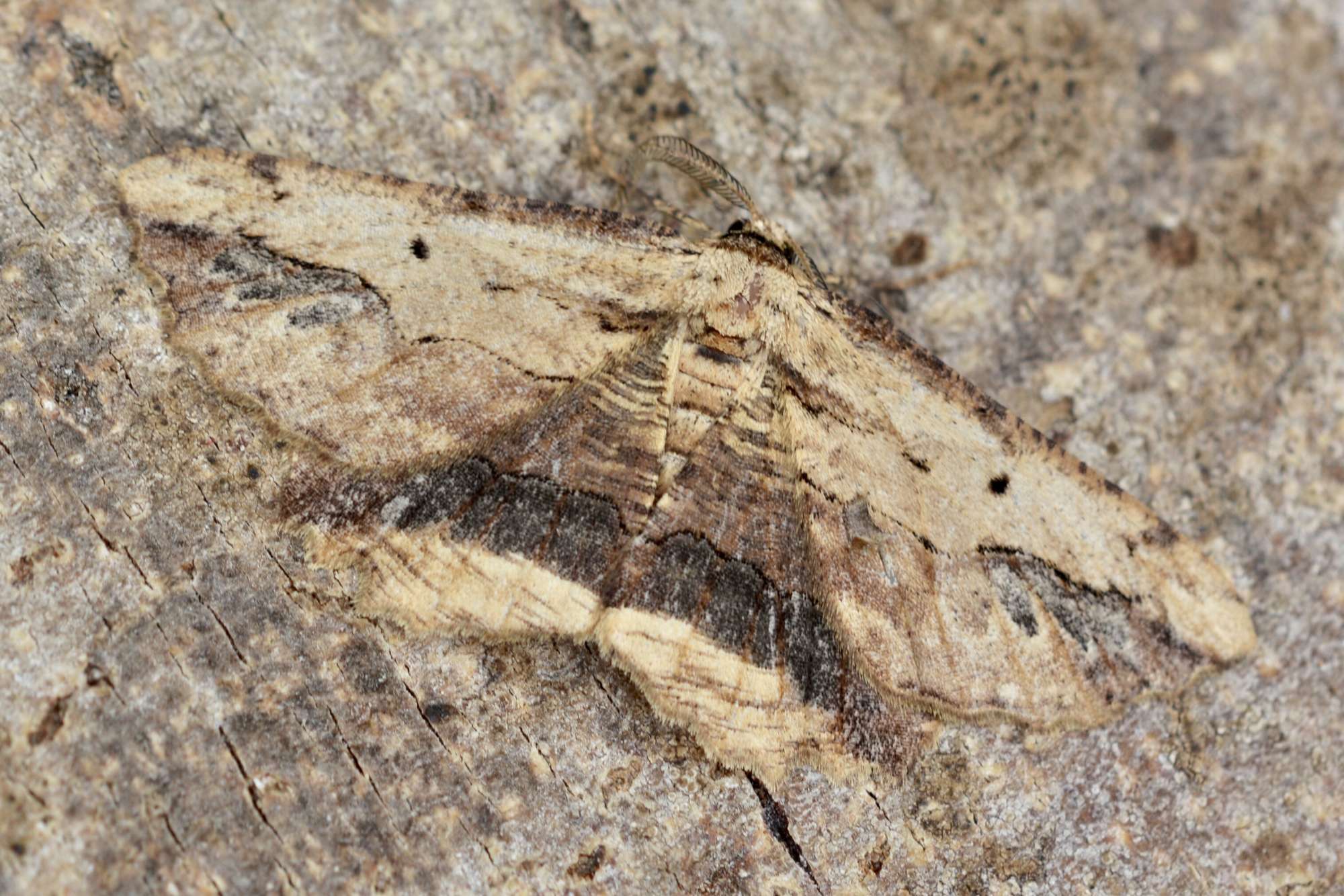 Waved Umber (Menophra abruptaria) photographed in Somerset by Sue Davies