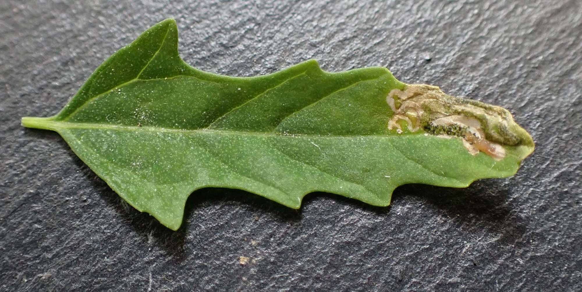 Flame Crest (Chrysoesthia drurella) photographed in Somerset by Jenny Vickers