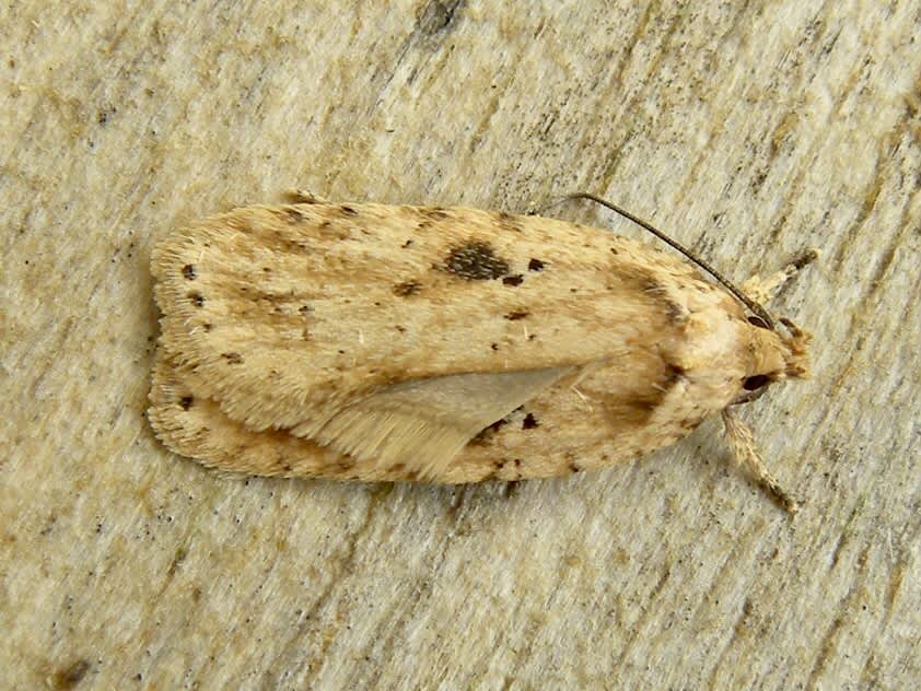 Brindled Flat-body (Agonopterix arenella) photographed in Somerset by Sue Davies