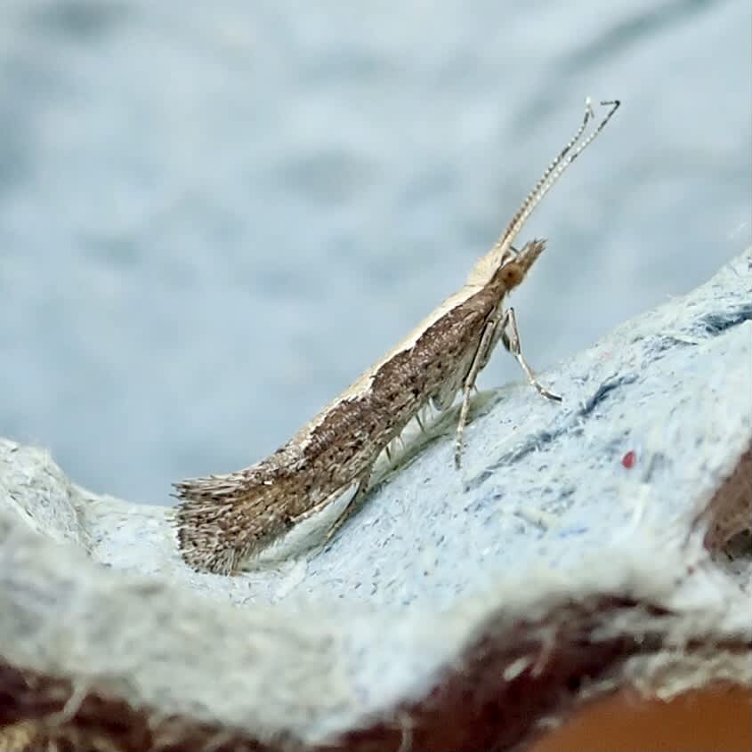 Diamond-back (Plutella xylostella) photographed in Somerset by Sue Davies