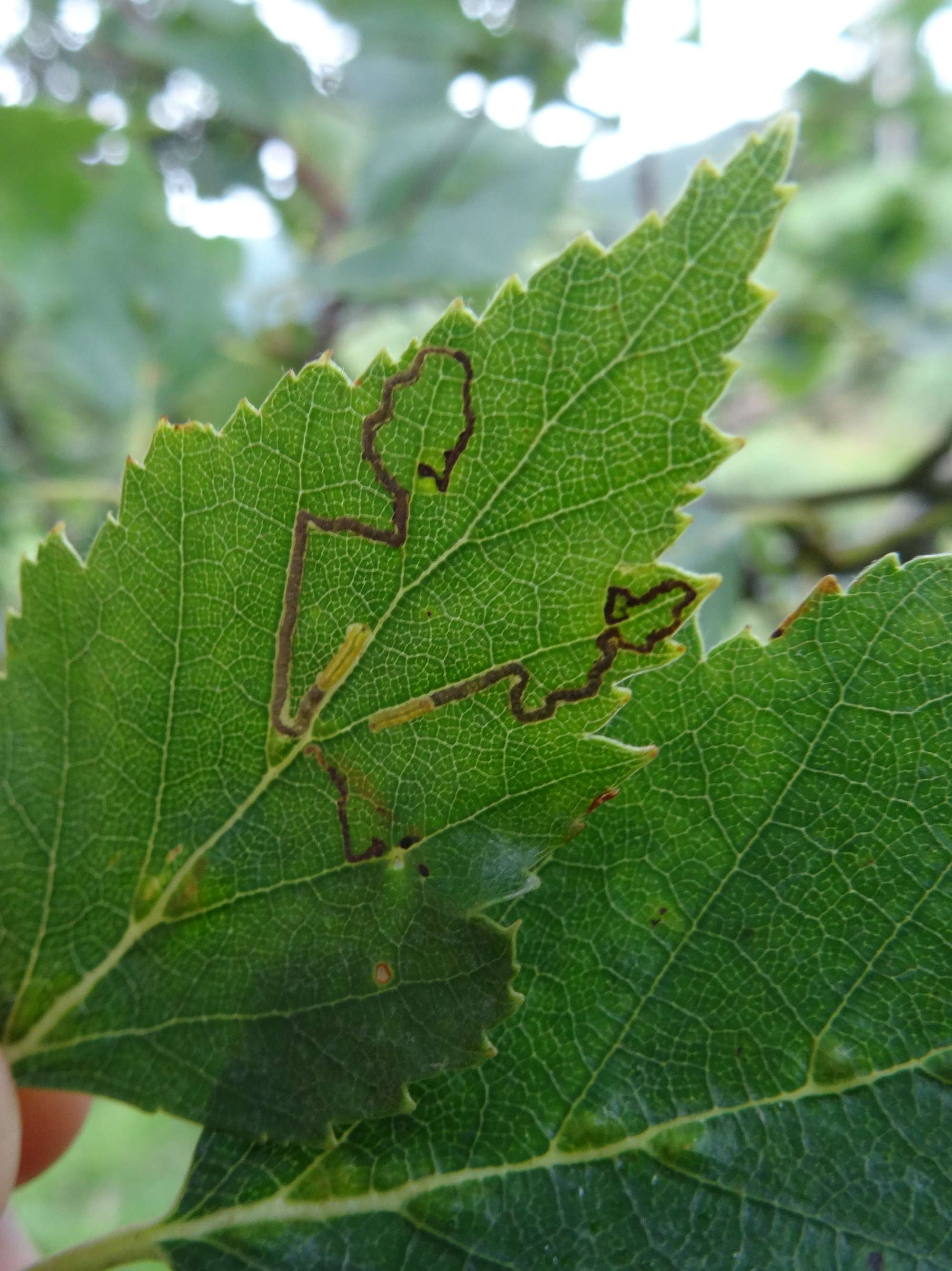 Stigmella betulicola | Somerset Moths
