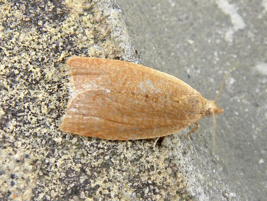 Privet Tortrix (Clepsis consimilana) photographed in Somerset by Sue Davies