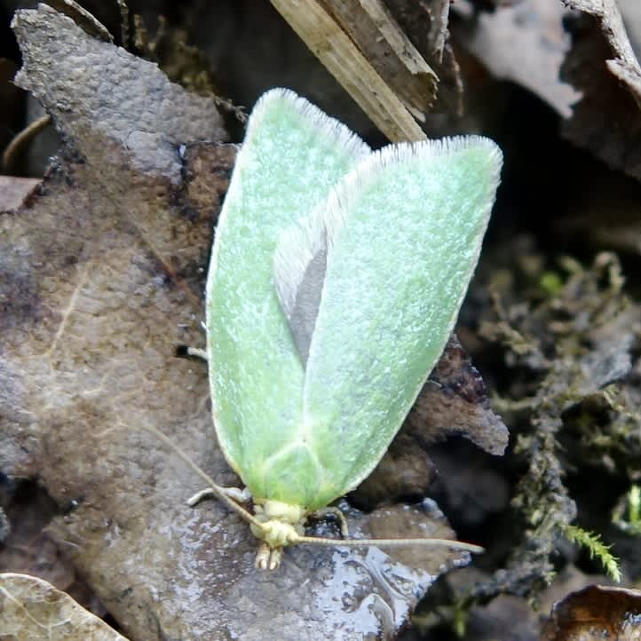 Green Oak Tortrix (Tortrix viridana) photographed in Somerset by Sue Davies