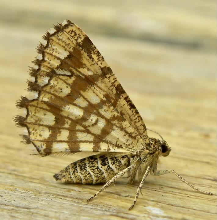 Latticed Heath (Chiasmia clathrata) photographed in Somerset by Sue Davies