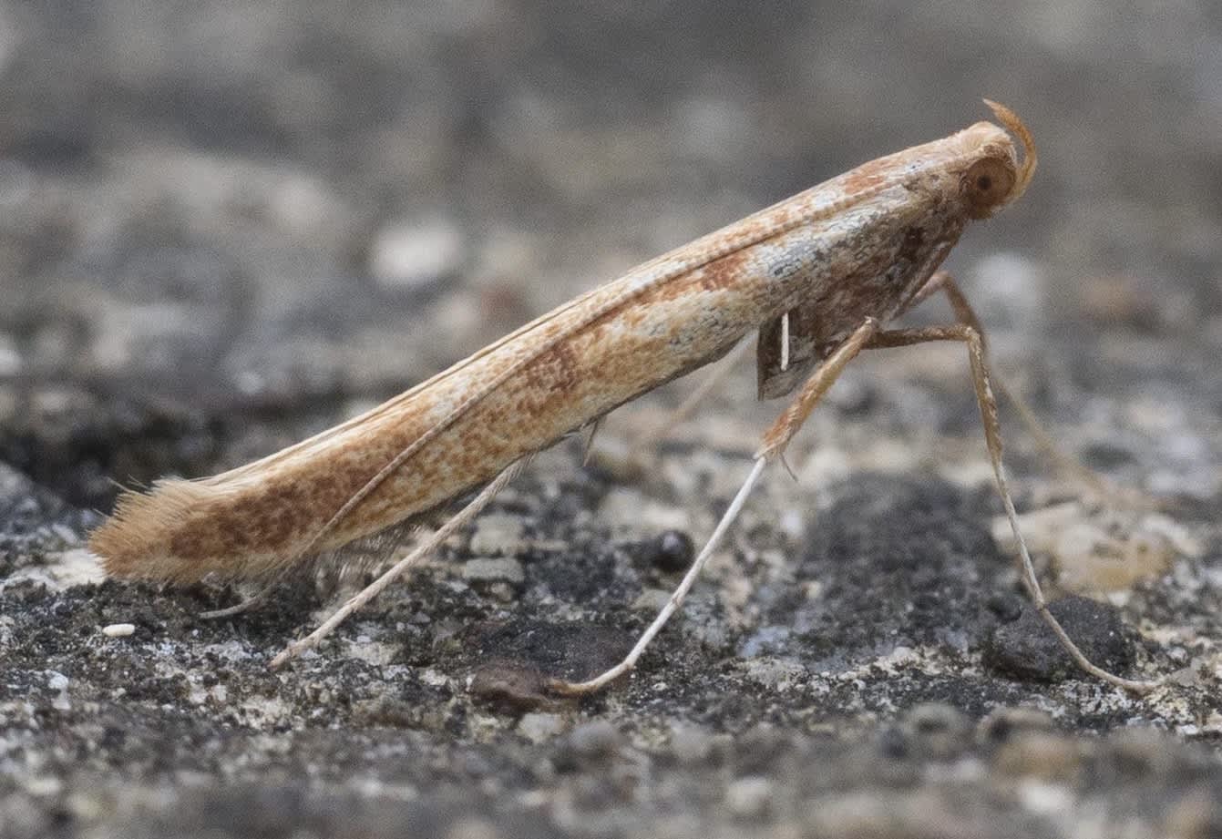 Pale Red Slender (Caloptilia elongella) photographed in Somerset by Paul Wilkins