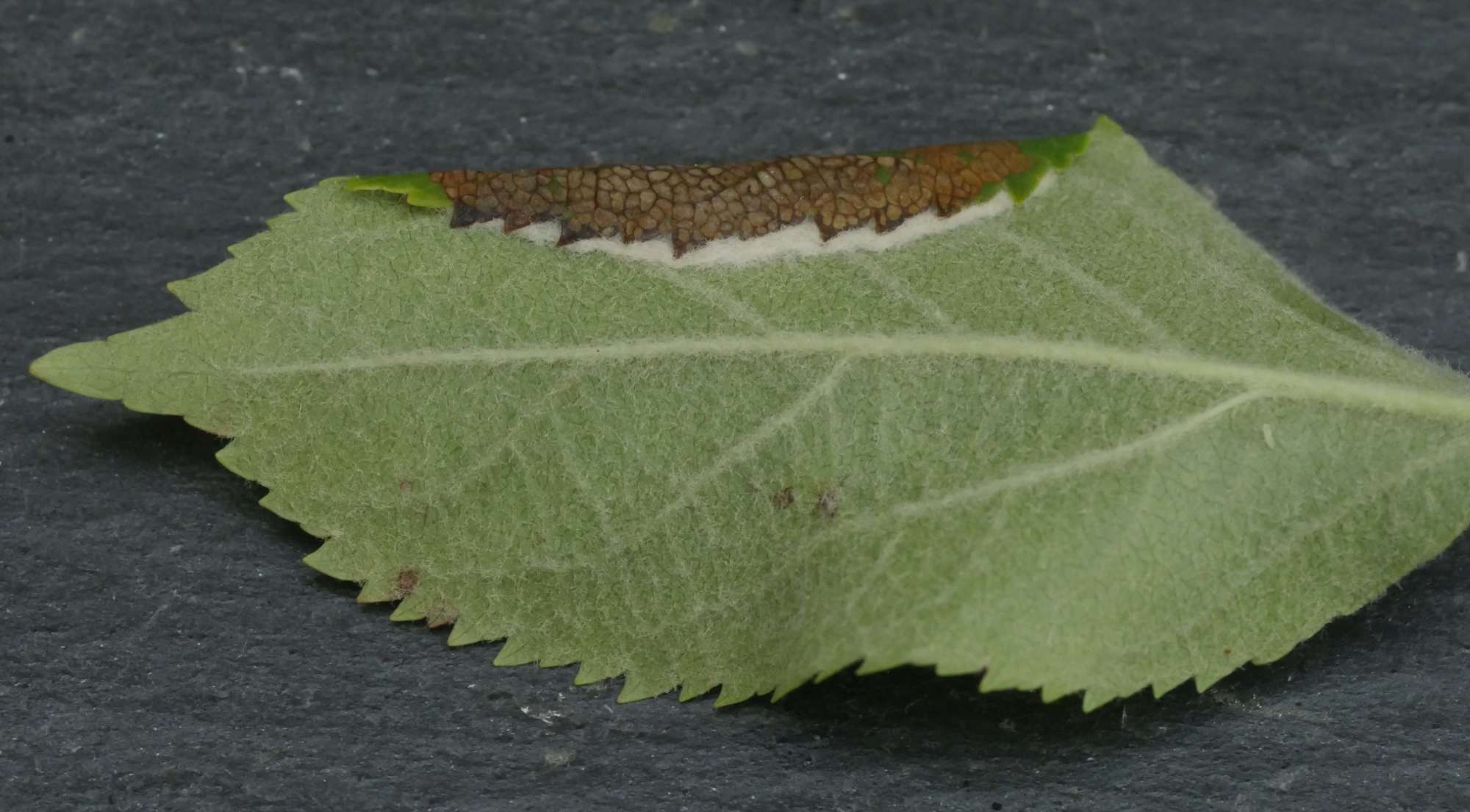 Rowan Slender (Parornix scoticella) photographed in Somerset by Jenny Vickers