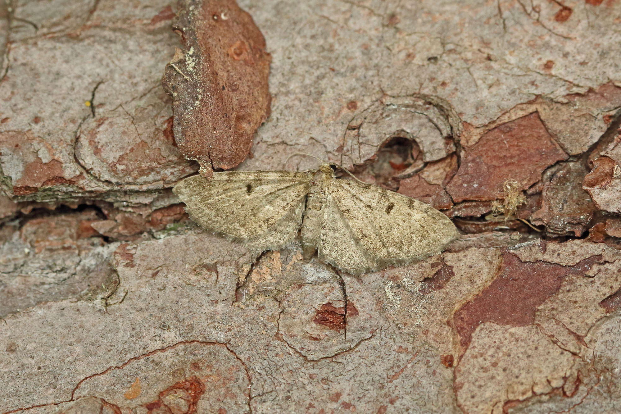 Triple-spotted Pug (Eupithecia trisignaria) photographed in Somerset by Nigel Voaden