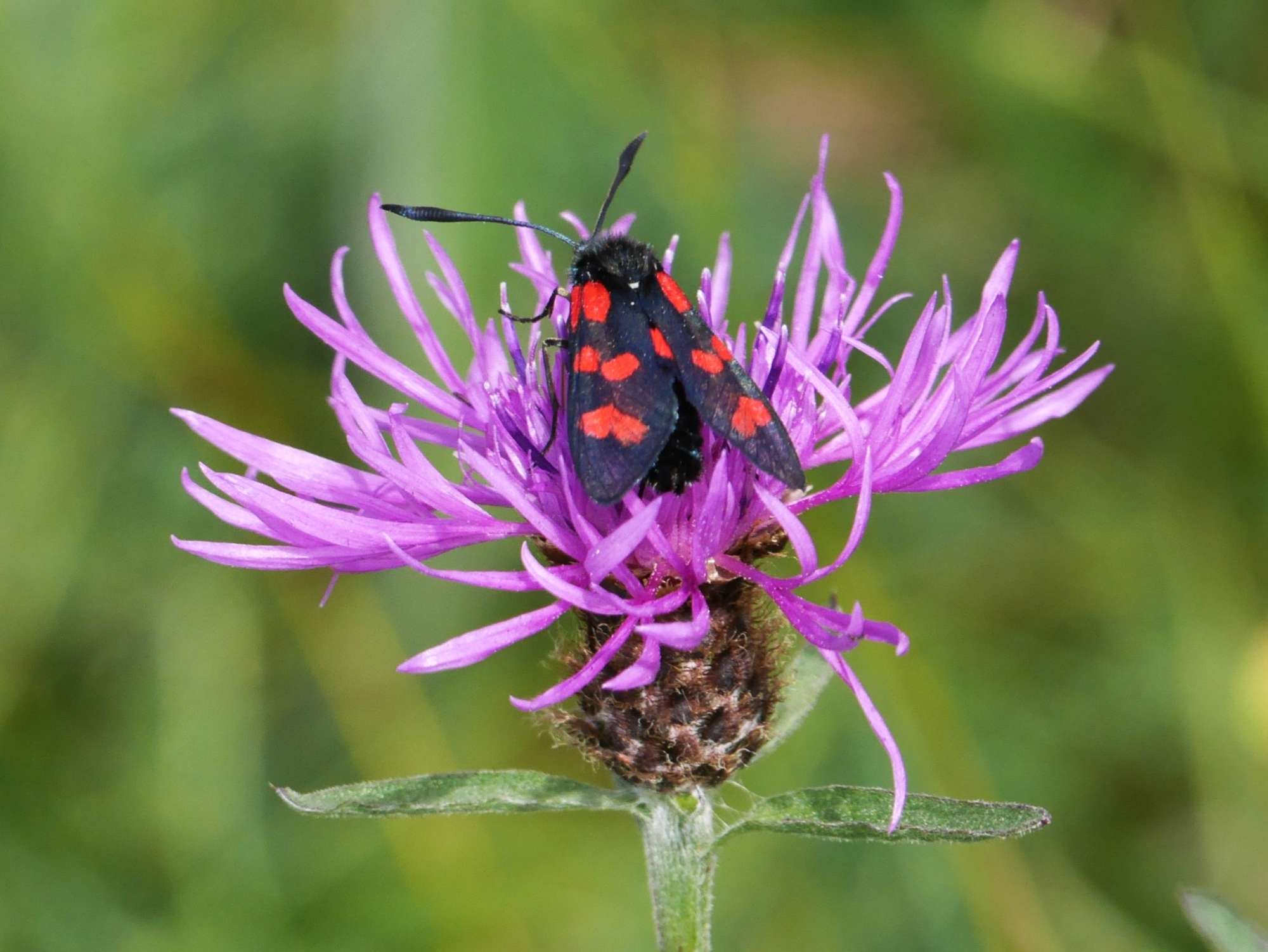 Six-Spot Burnet (Zygaena filipendulae) photographed in Somerset by John Connolly