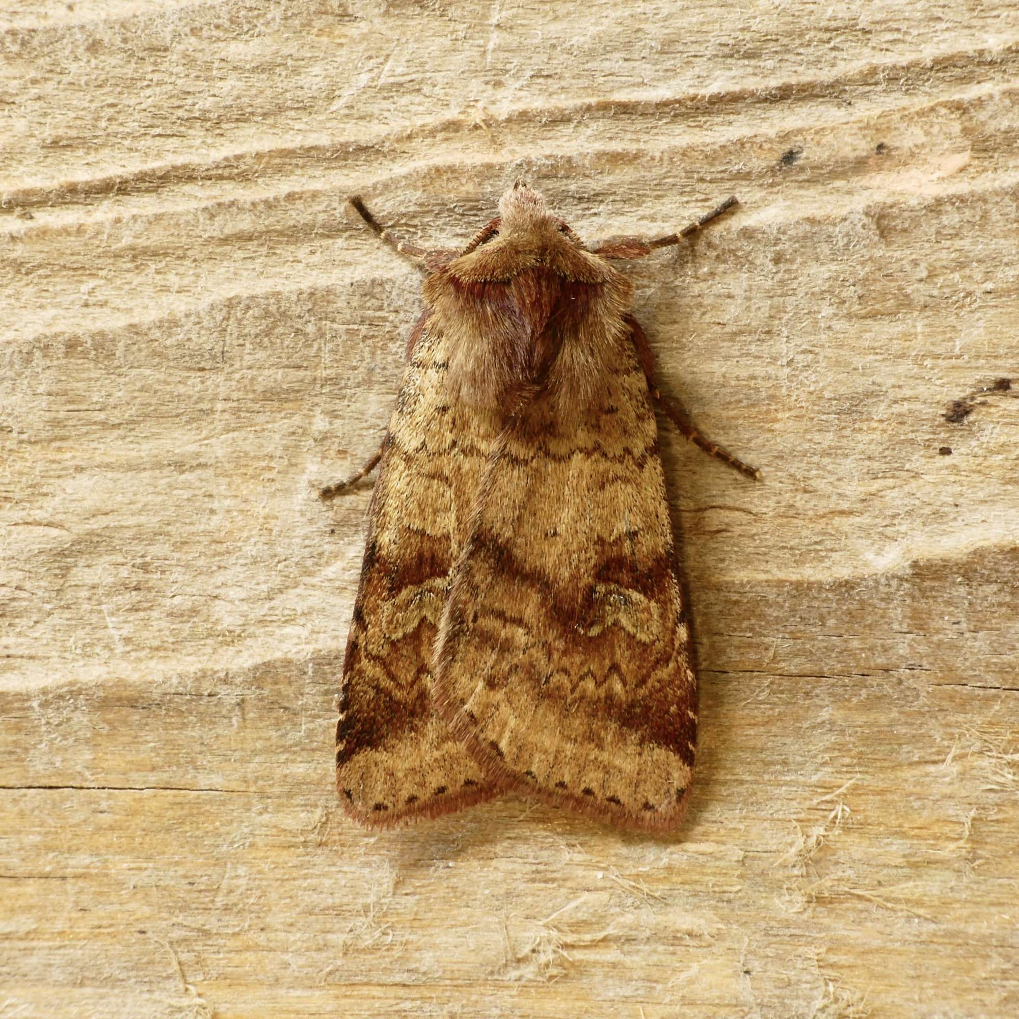 Ingrailed Clay (Diarsia mendica) photographed in Somerset by Paul Wilkins