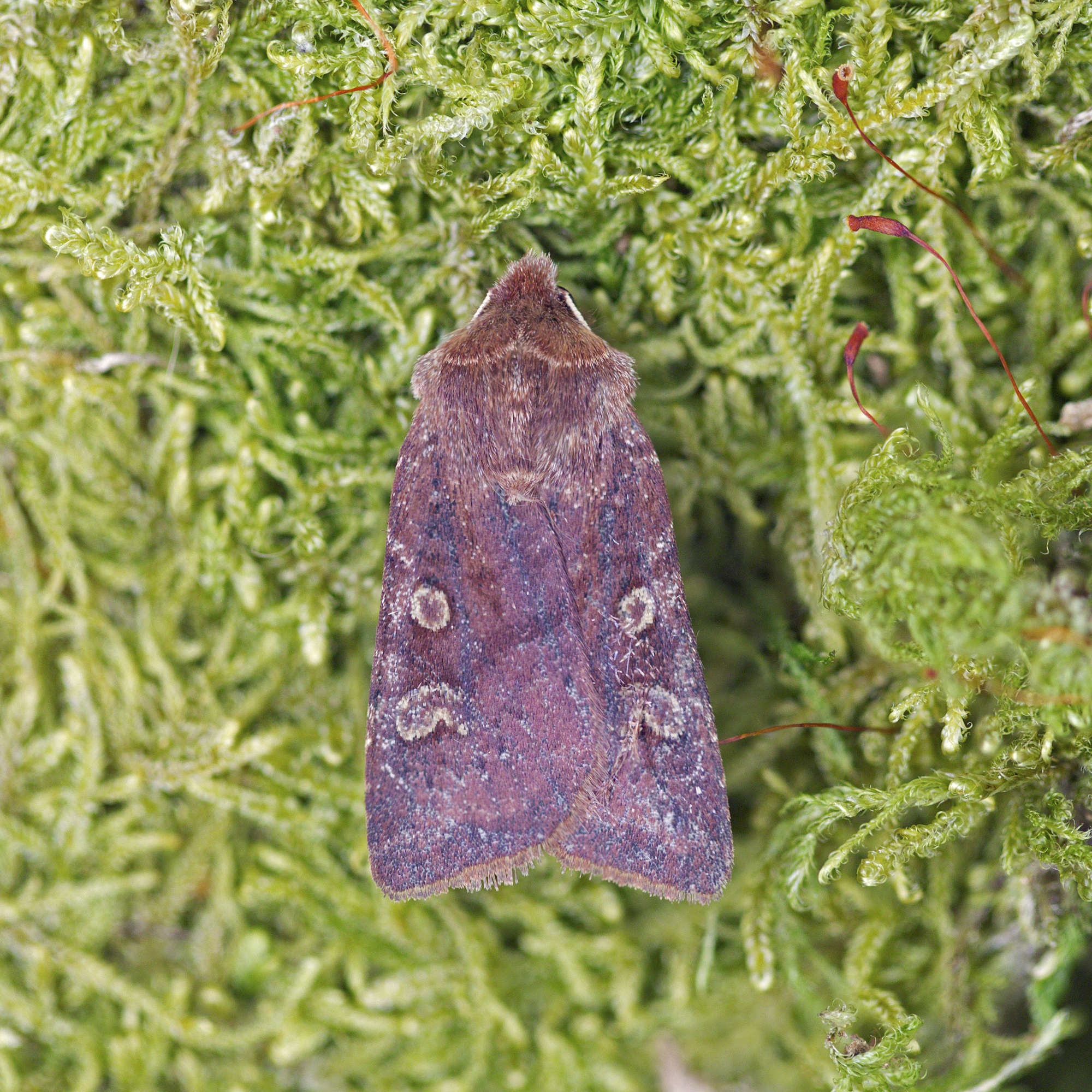 White-marked (Cerastis leucographa) photographed in Somerset by Nigel Voaden