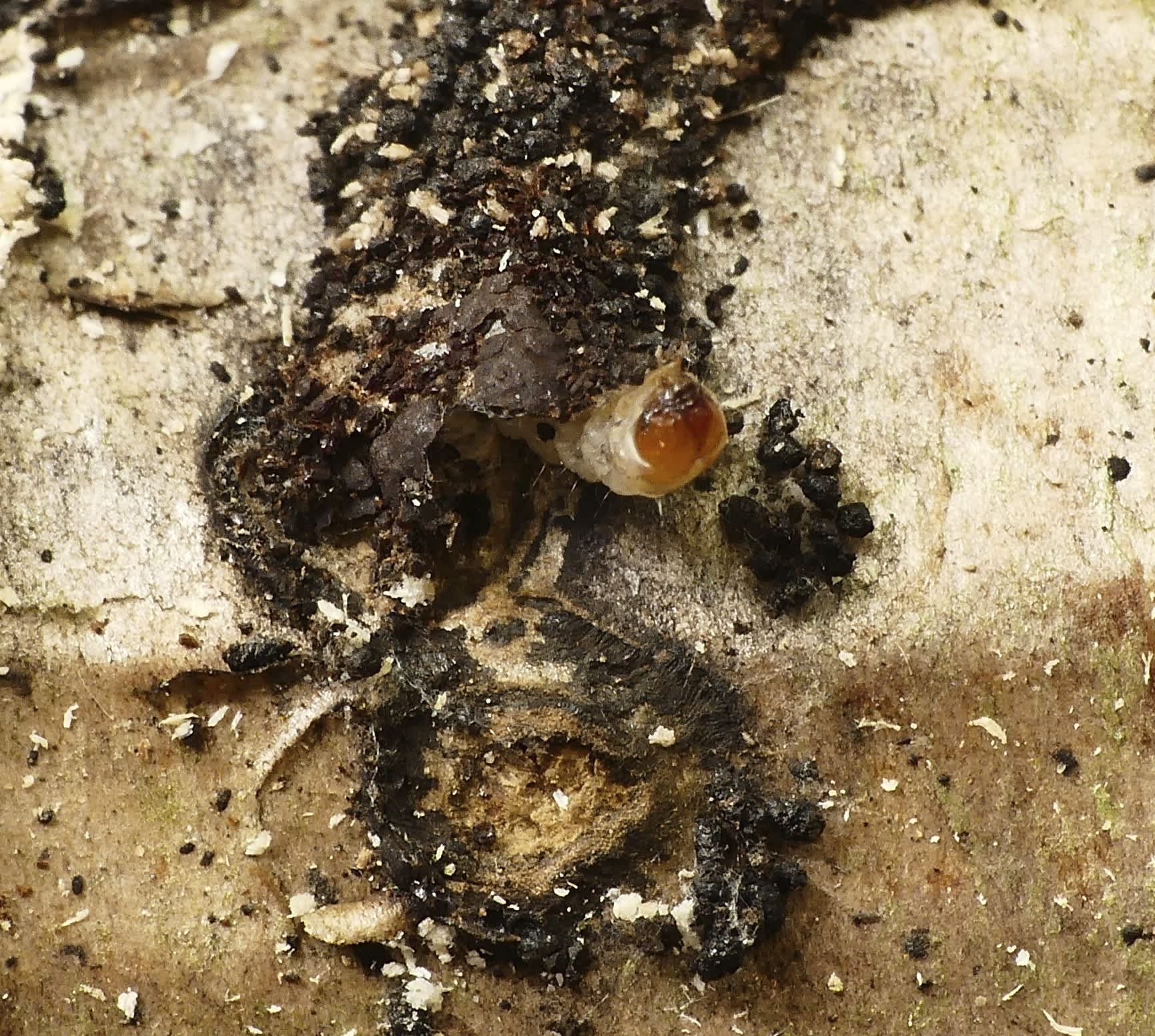 White-speckled Clothes Moth (Nemapogon koenigi) photographed in Somerset by Paul Wilkins