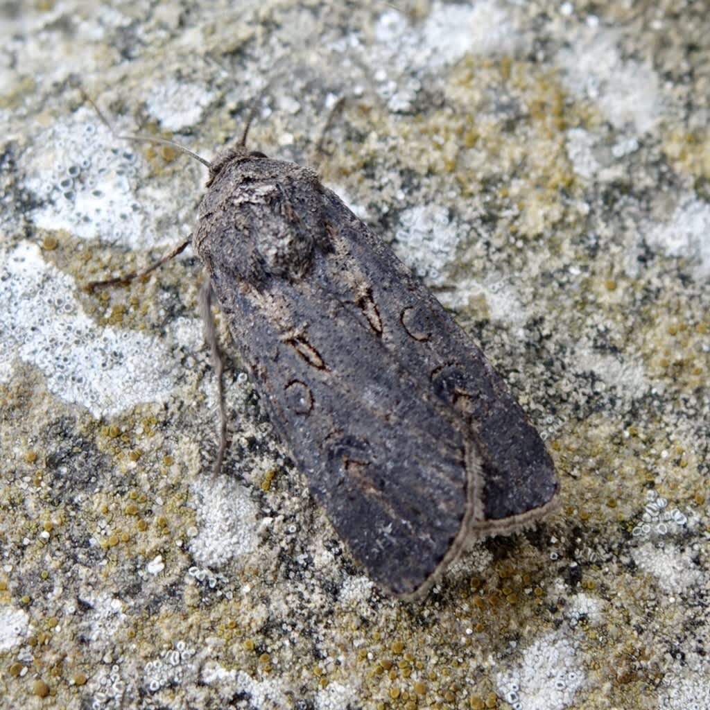 Turnip Moth Somerset Moths