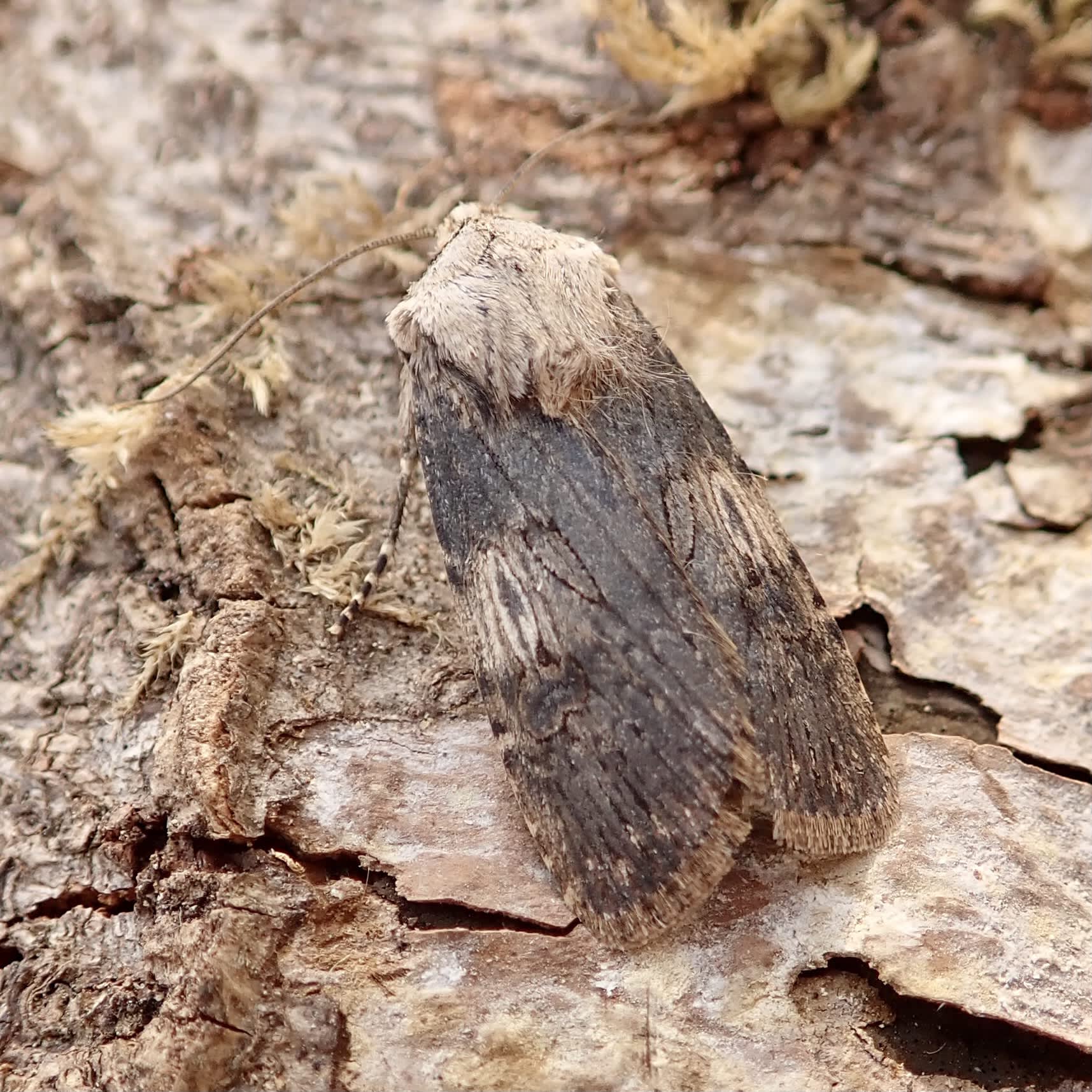 Shuttle-shaped Dart (Agrotis puta) photographed in Somerset by Sue Davies