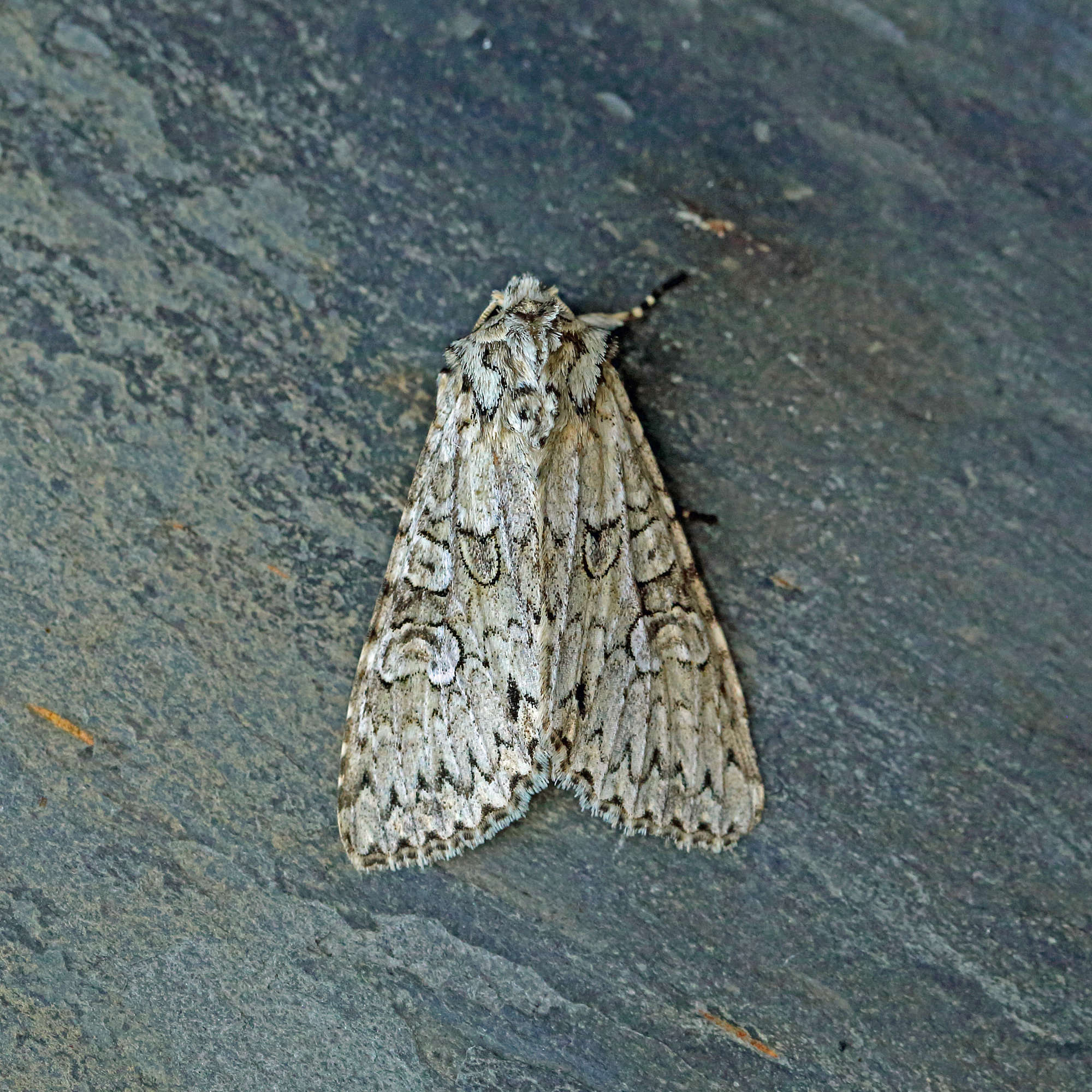 Grey Arches (Polia nebulosa) photographed in Somerset by Nigel Voaden