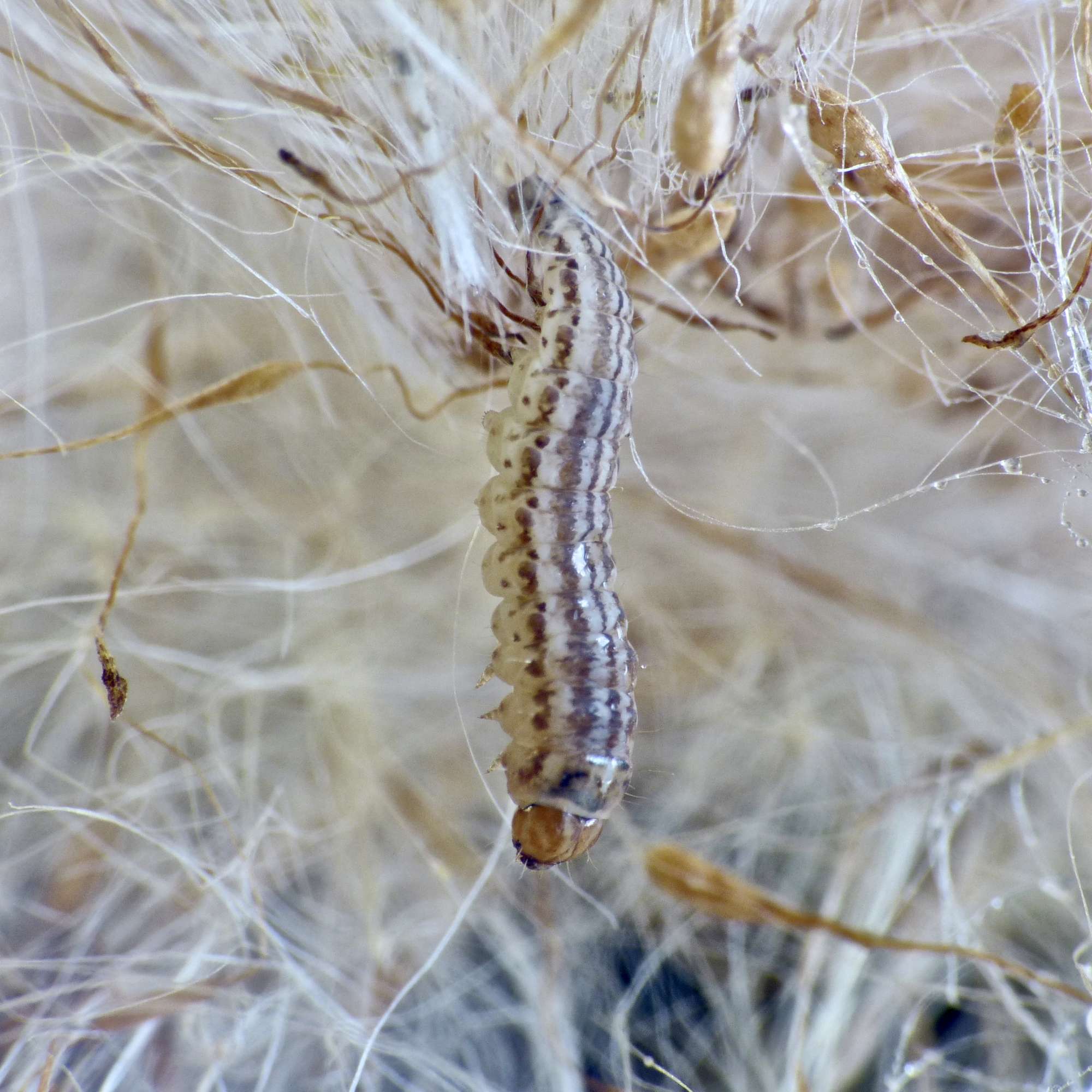 Bulrush Cosmet (Limnaecia phragmitella) photographed in Somerset by Paul Wilkins