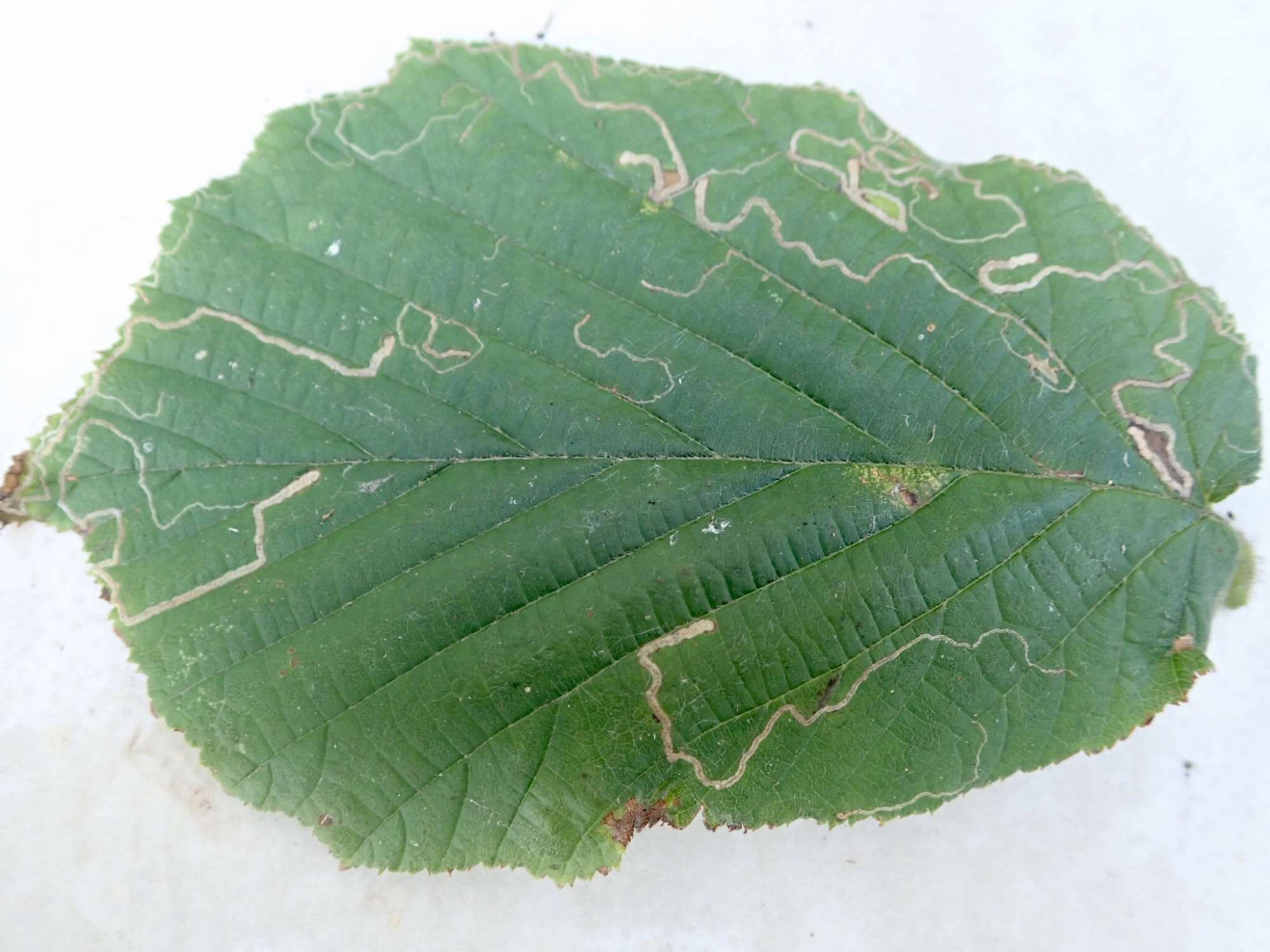 Nut-tree Pigmy (Stigmella microtheriella) photographed in Somerset by Sue Davies