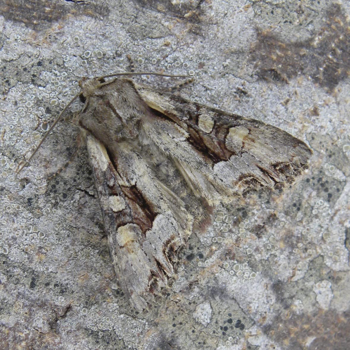 Light Brocade (Lacanobia w-latinum) photographed in Somerset by Sue Davies