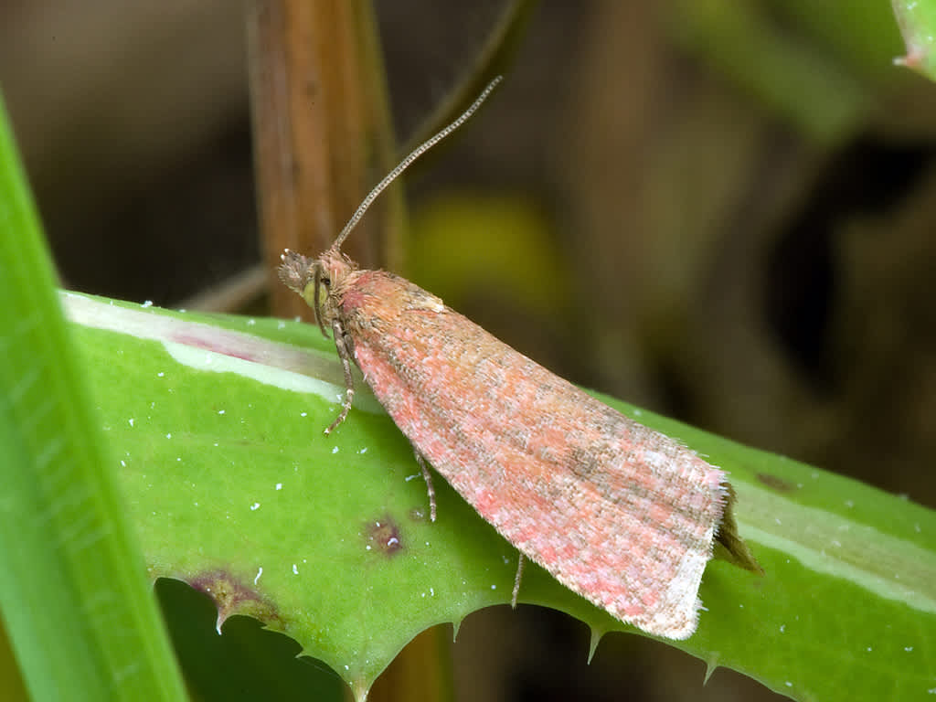 Roseate Marble (Celypha rosaceana) photographed in Somerset by John Bebbington